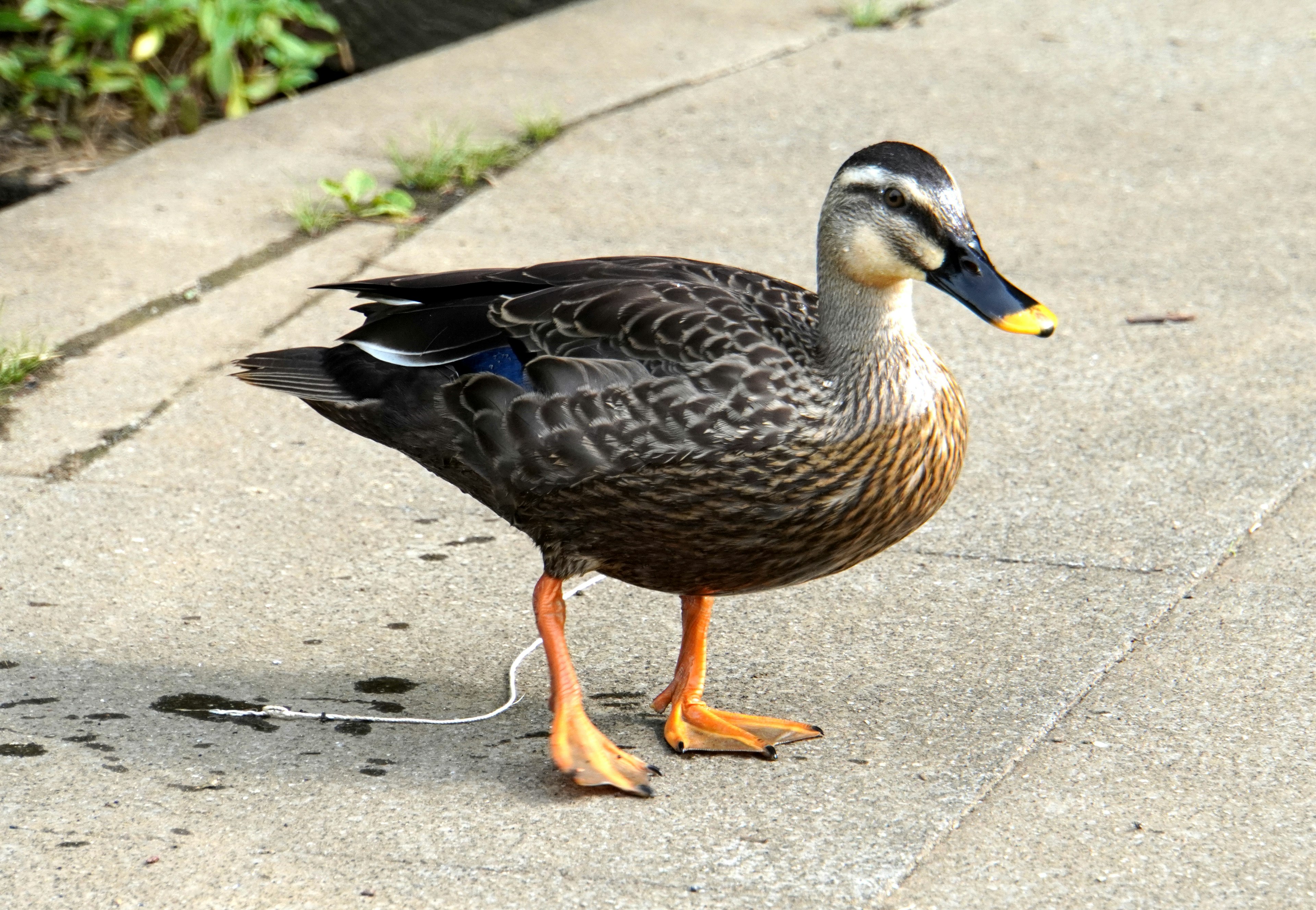 Eine Ente steht am Wasser mit gemustertem braunem und schwarzem Gefieder