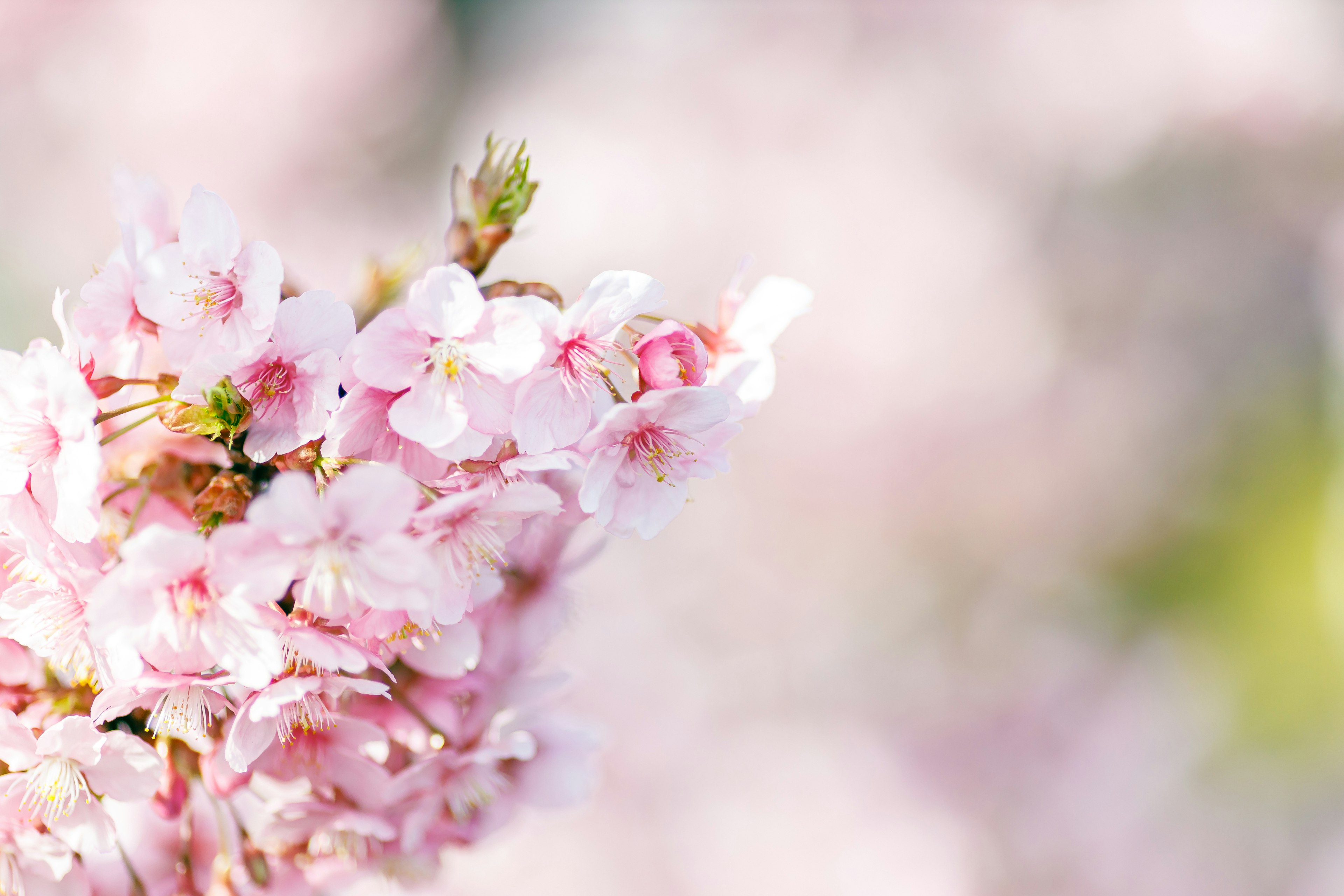 Primo piano di fiori di ciliegio rosa pallido su un ramo