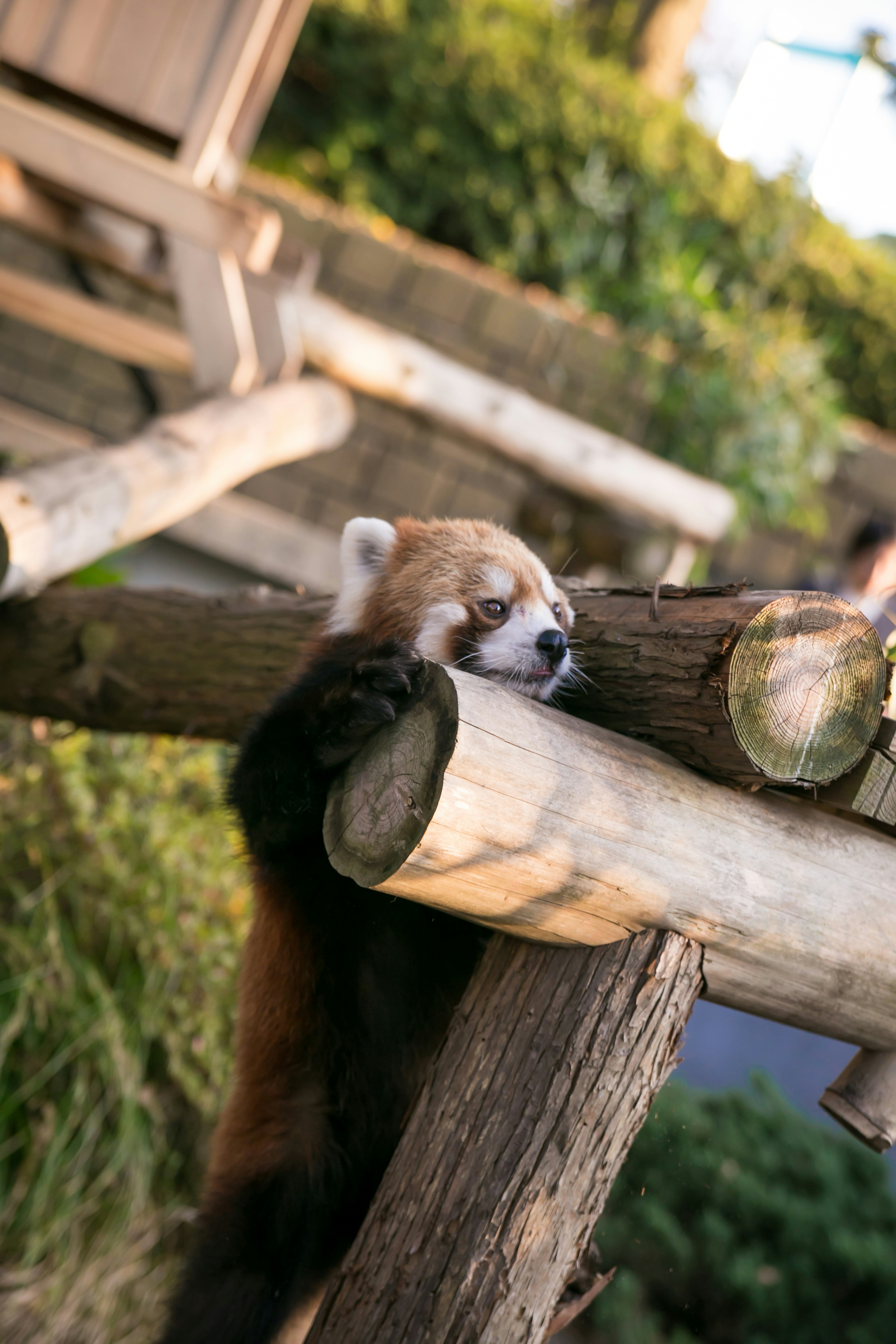 A red panda resting on a wooden beam