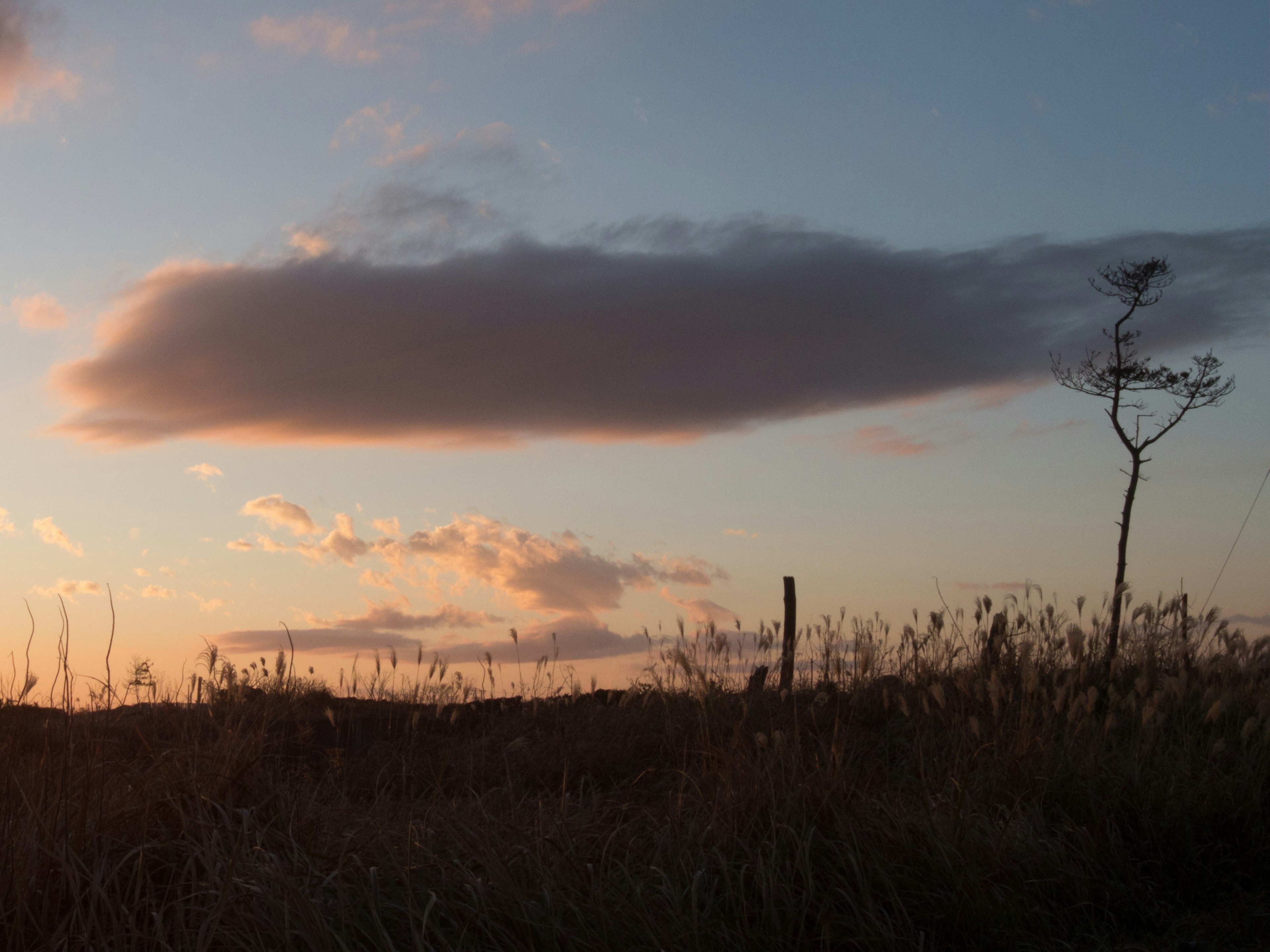 Silhouette of a solitary tree against a sunset sky with a cloud