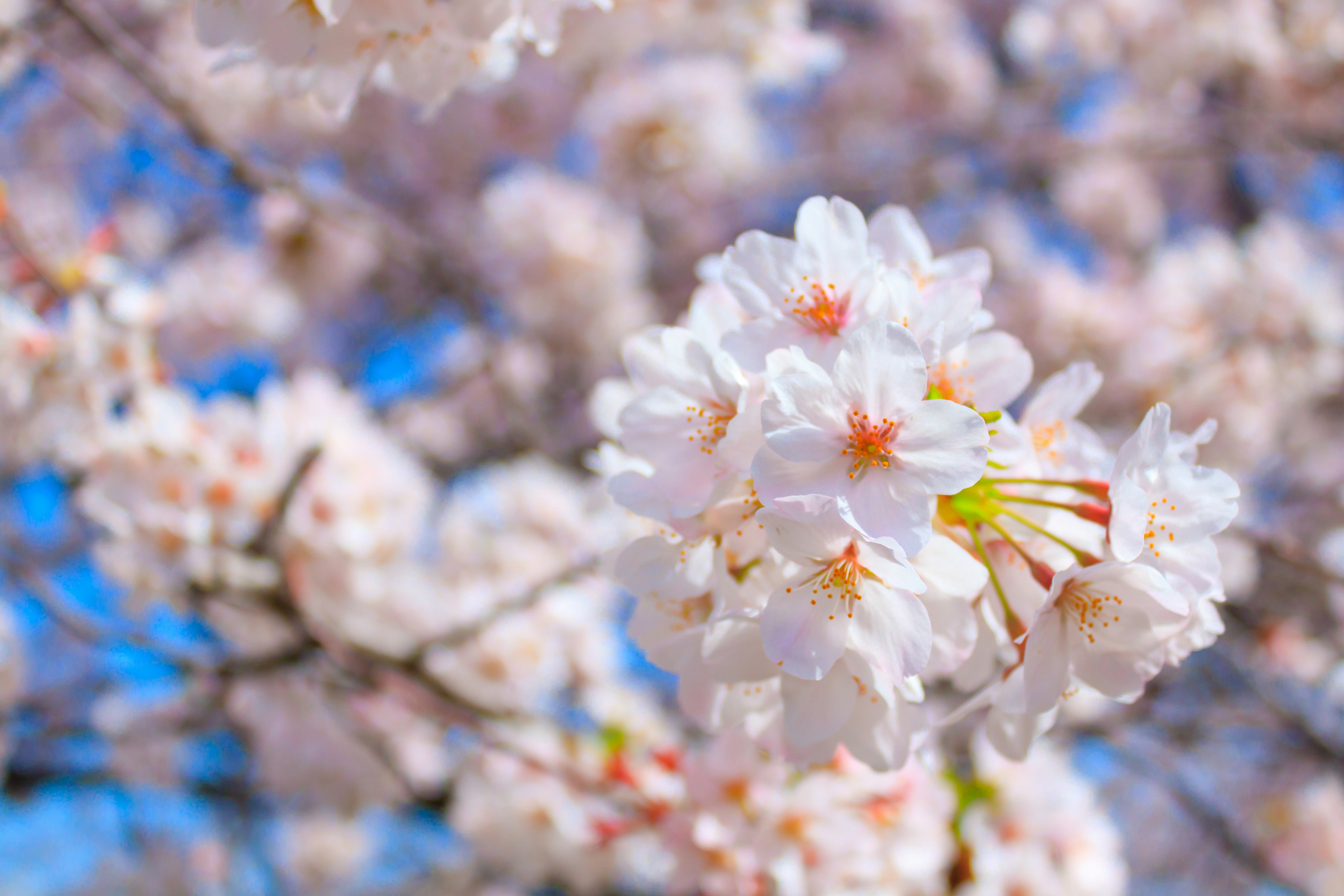 Fiori di ciliegio in piena fioritura con petali rosa pallido contro un cielo blu