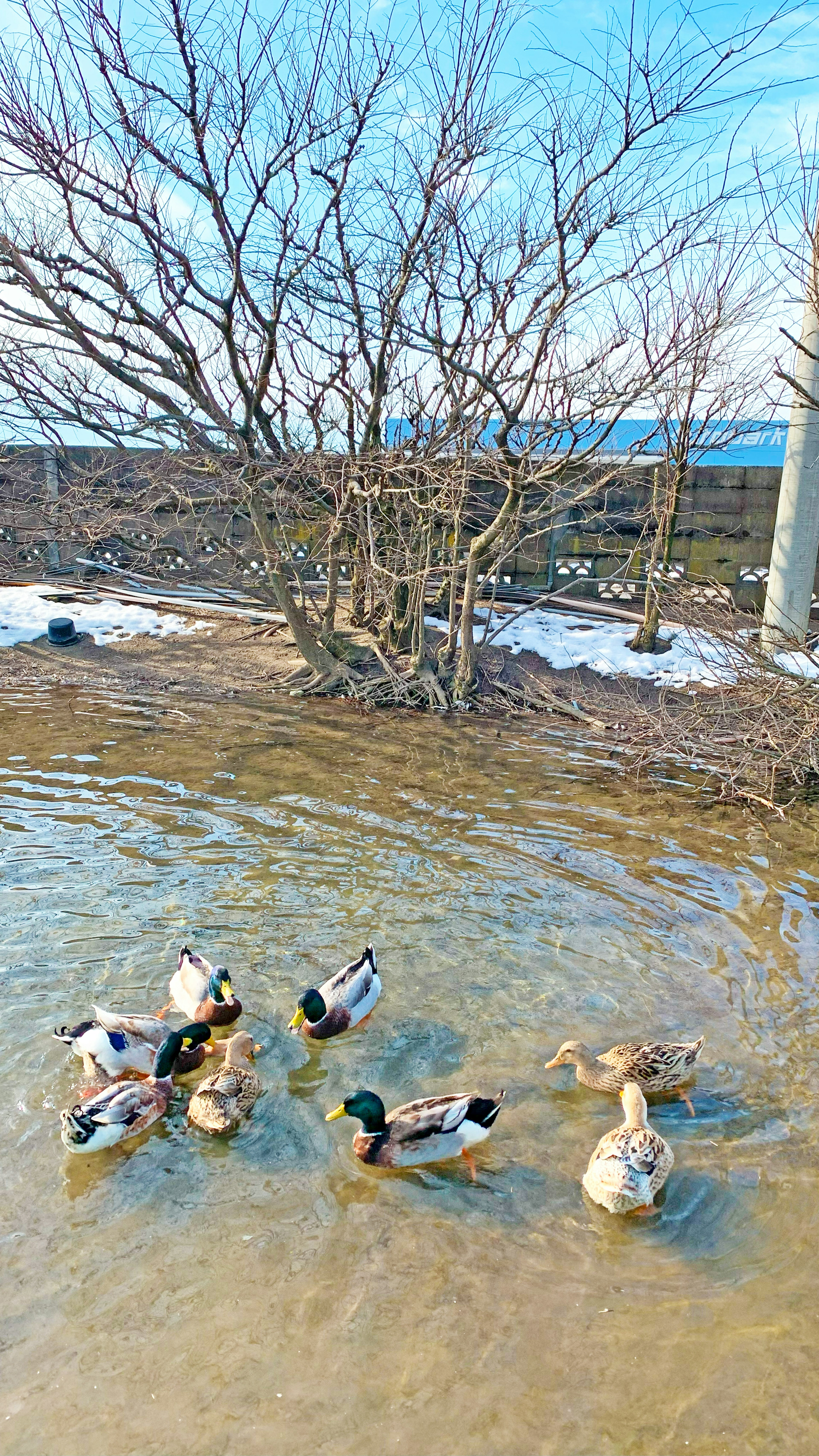 Canards nageant dans un étang avec des arbres nus en hiver