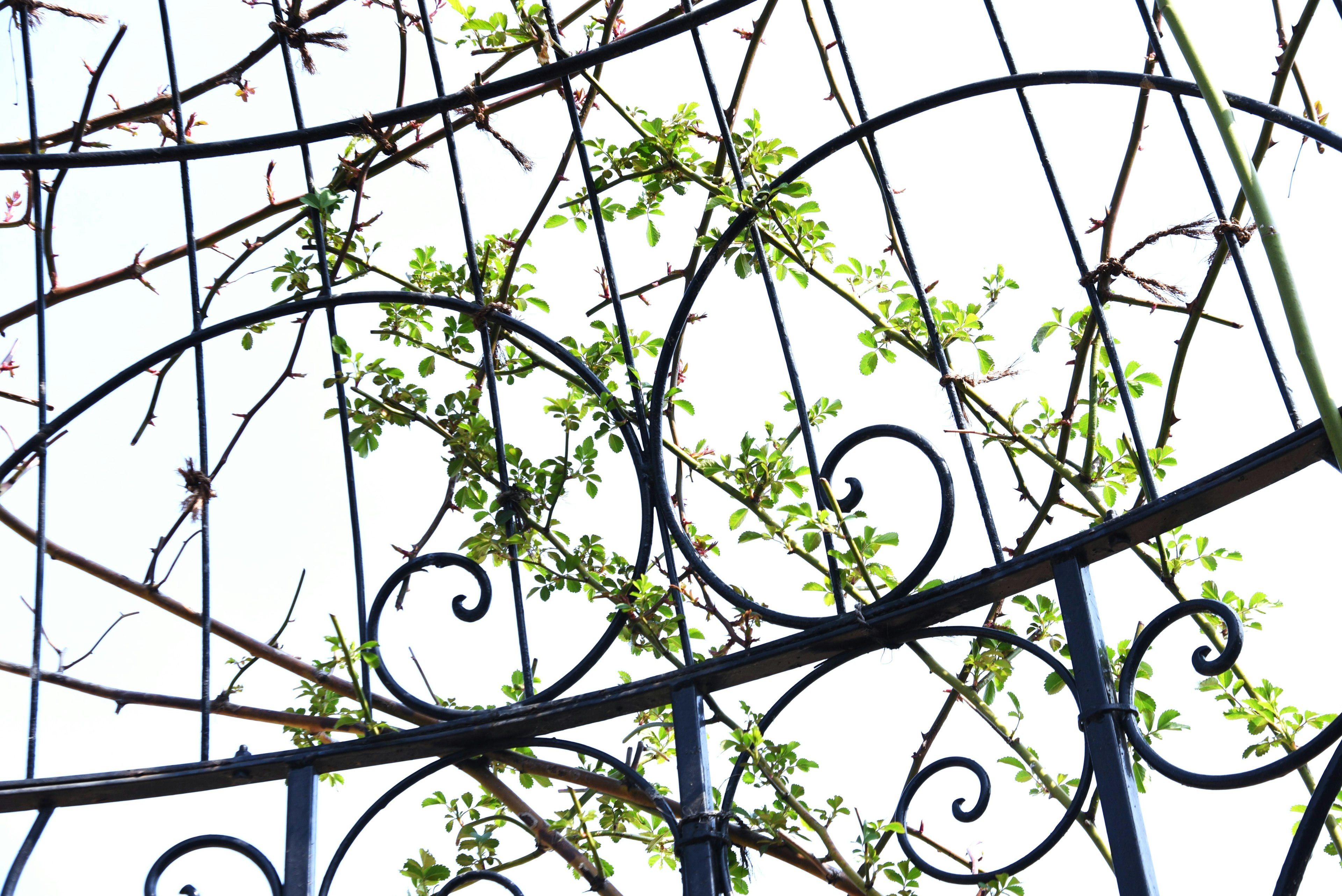 Acercamiento de plantas trepadoras verdes en un arco de hierro azul