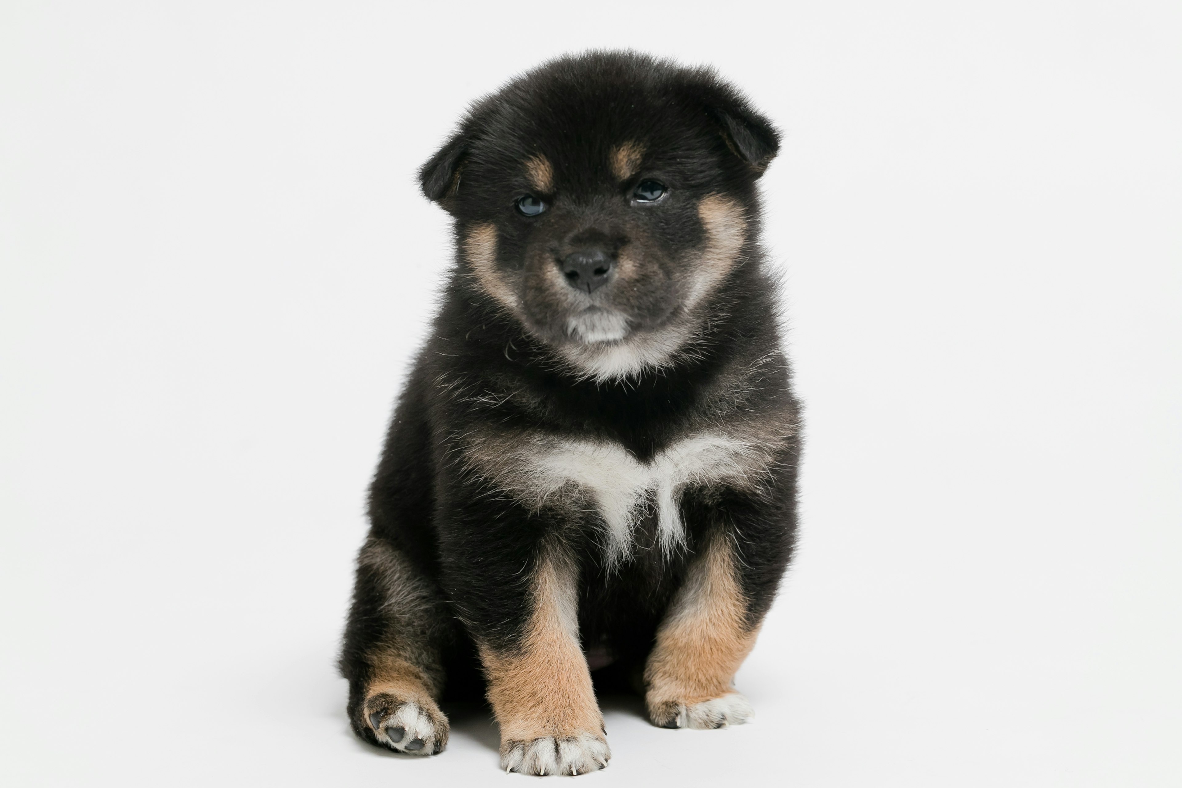 Un chiot avec un pelage noir et des marques brunes assis