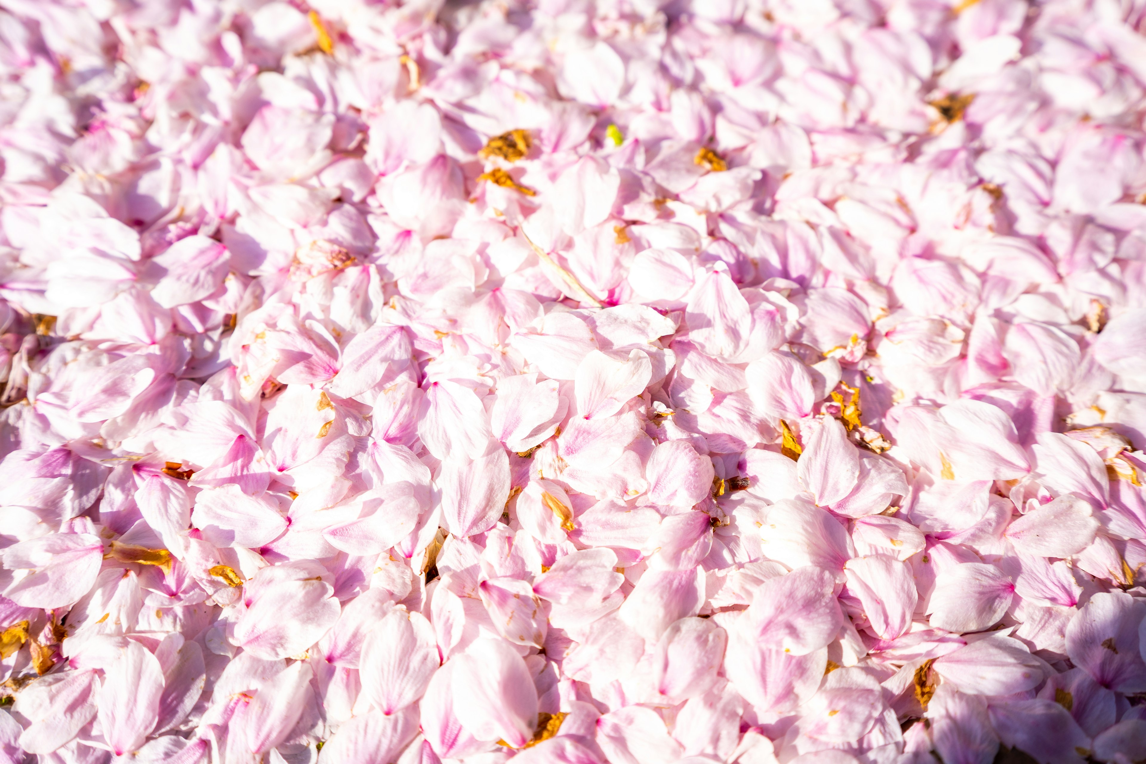 A carpet of pink cherry blossom petals on the ground