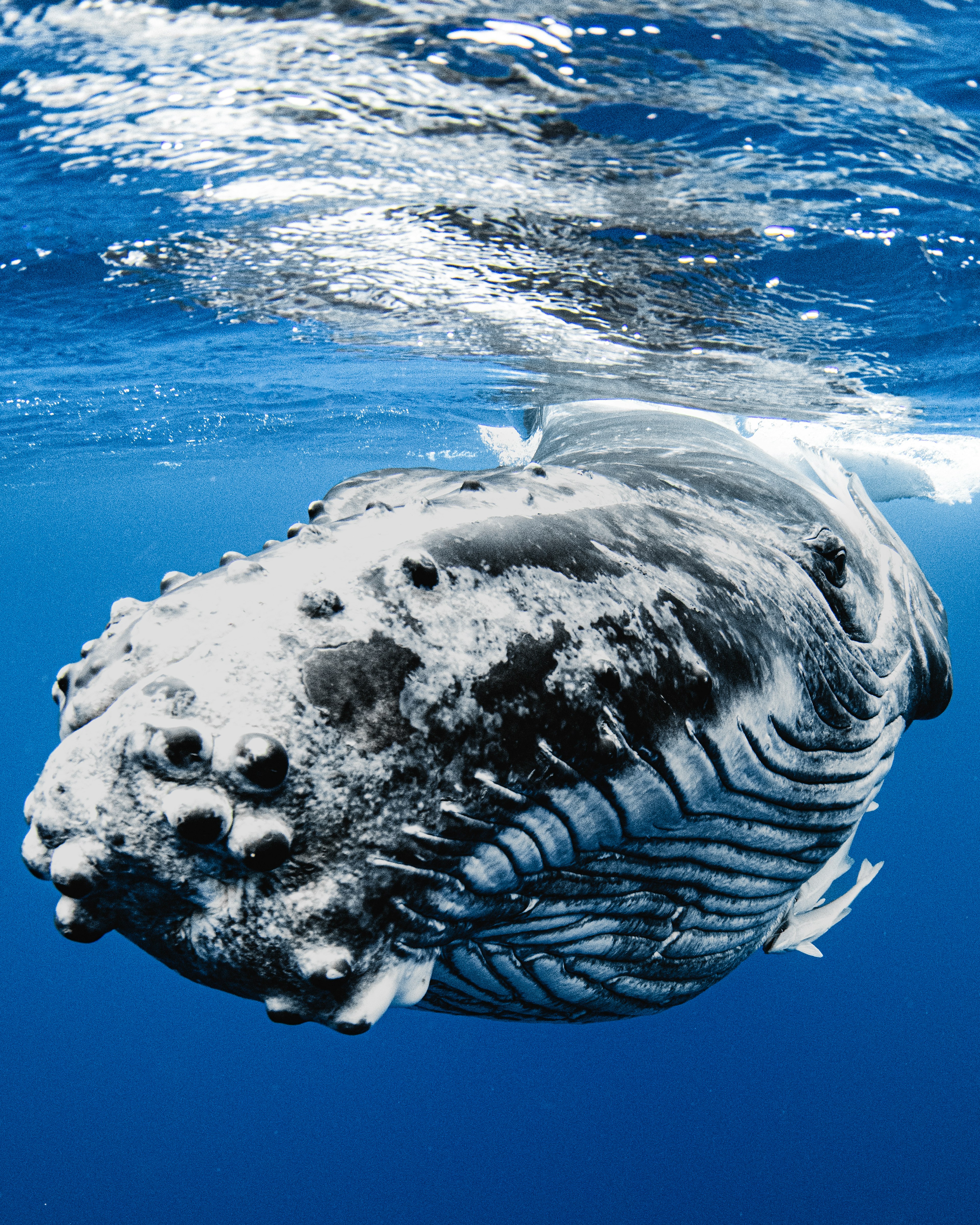 Primo piano di una balena gobba sott'acqua che nuota in un oceano blu vivace