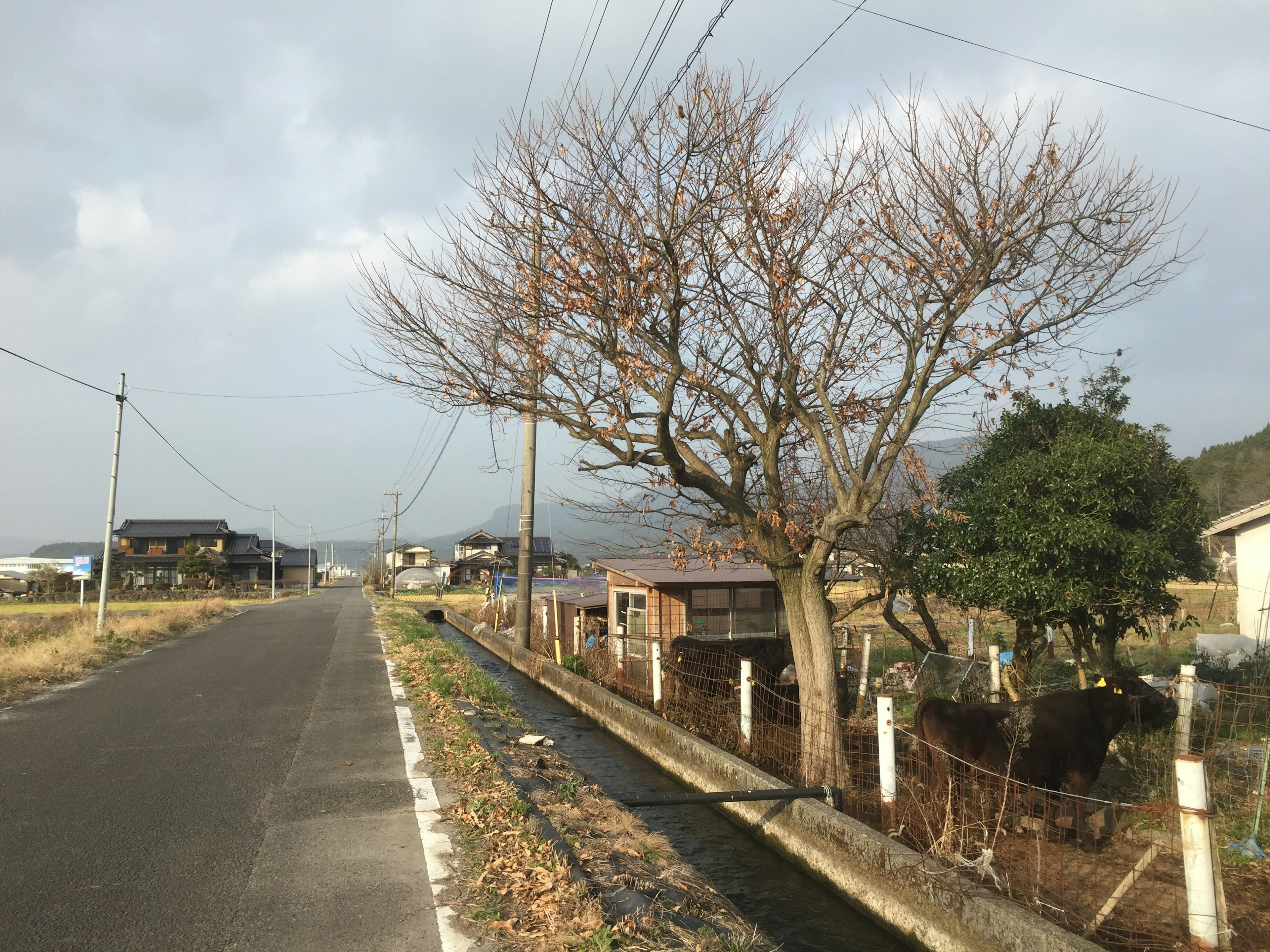 鄉村道路與光禿的樹和遠處的房屋