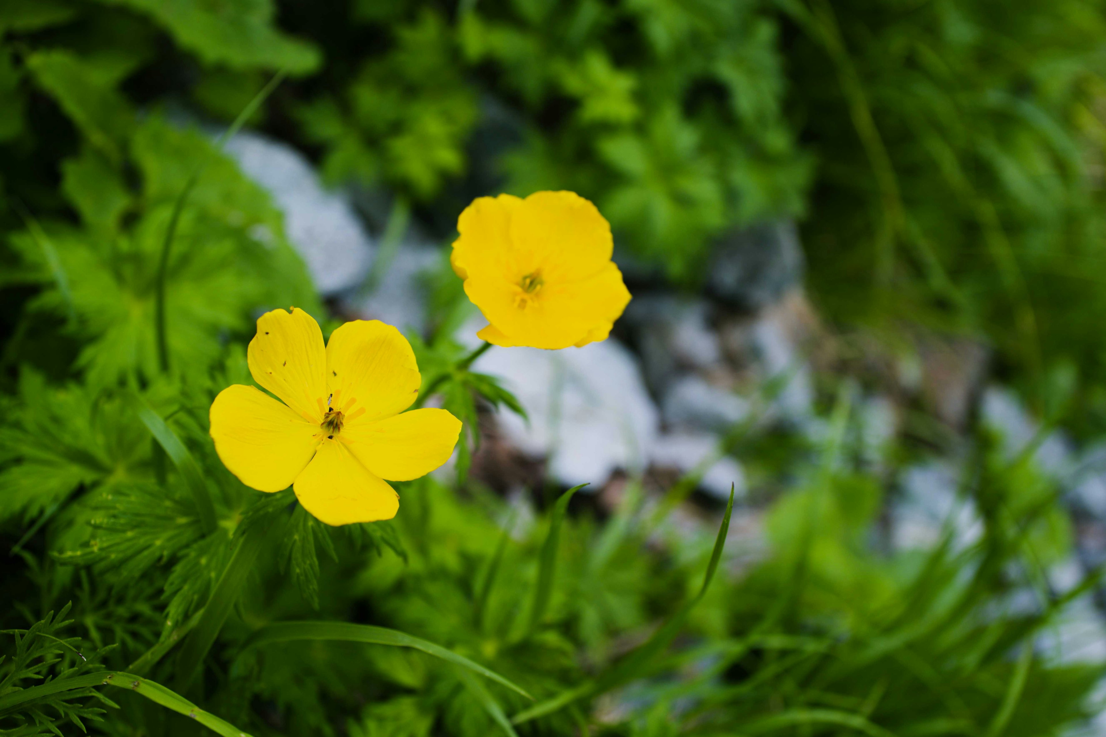 Two yellow flowers blooming amidst lush green foliage