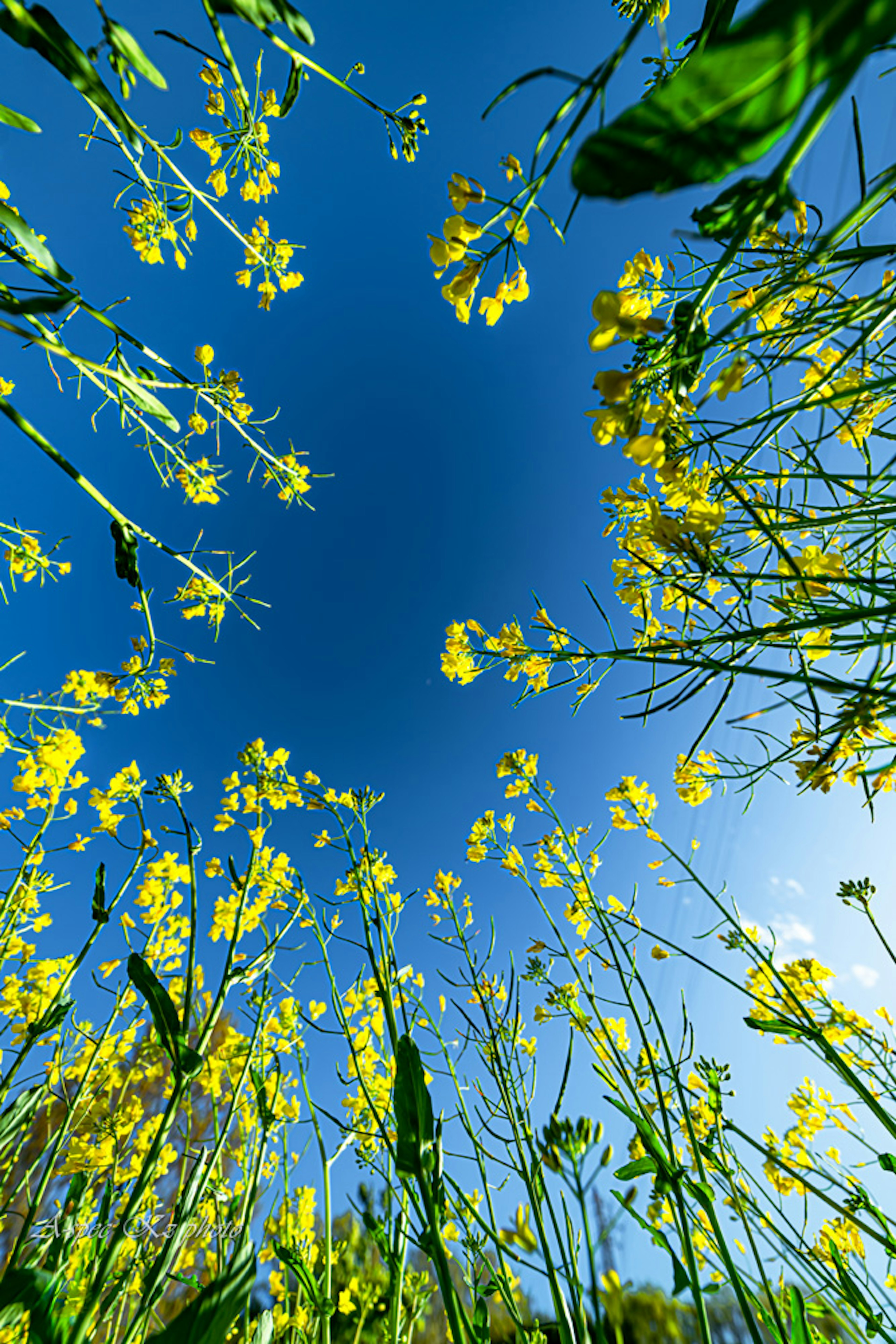 Fleurs jaunes et feuilles vertes sous un ciel bleu