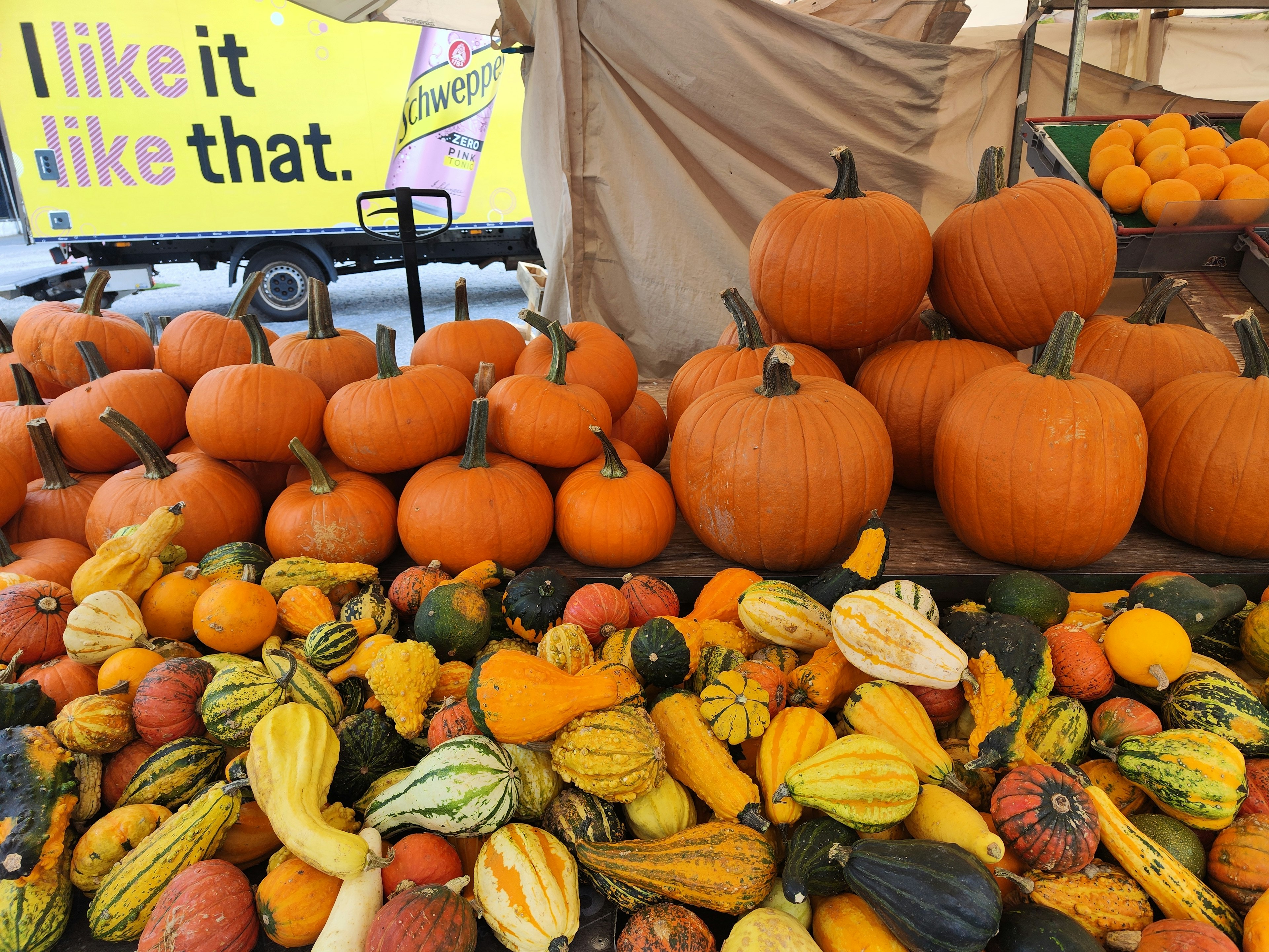 Bunte Ausstellung von Kürbissen und Zucchini auf einem Markt