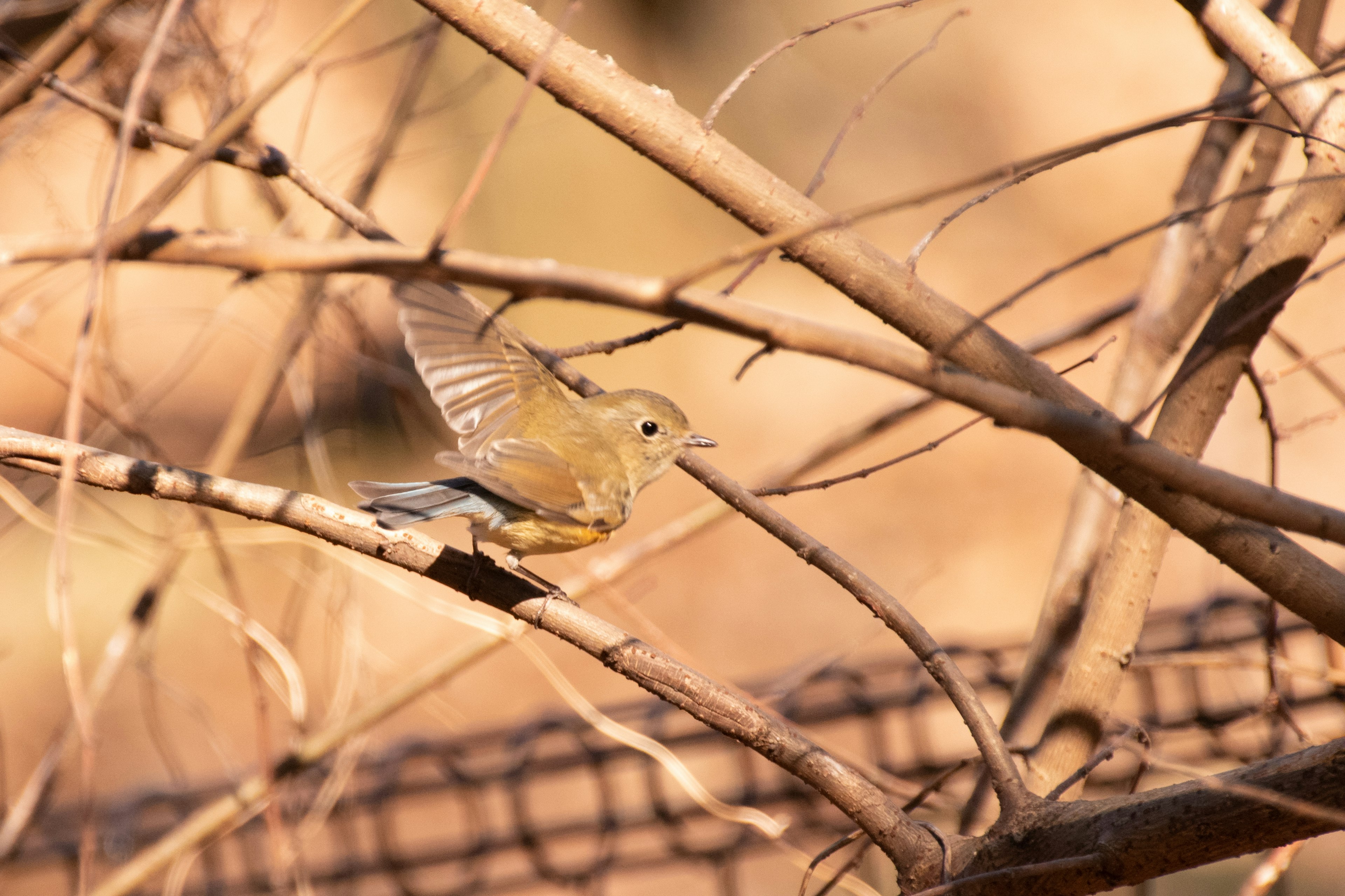 小さな鳥が枯れた枝の間を飛んでいる様子