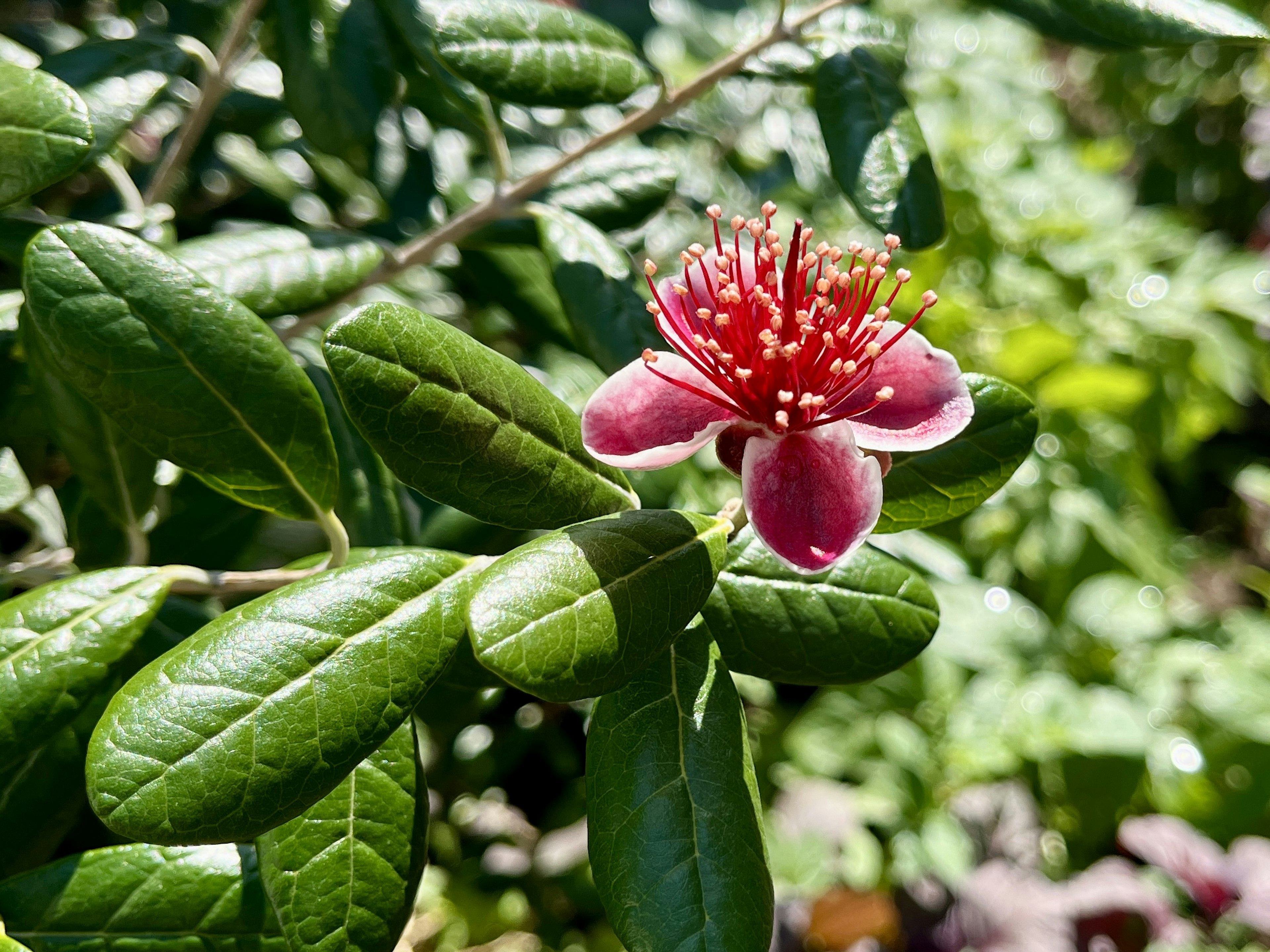 Nahaufnahme einer lebhaften roten Blume mit grünen Blättern