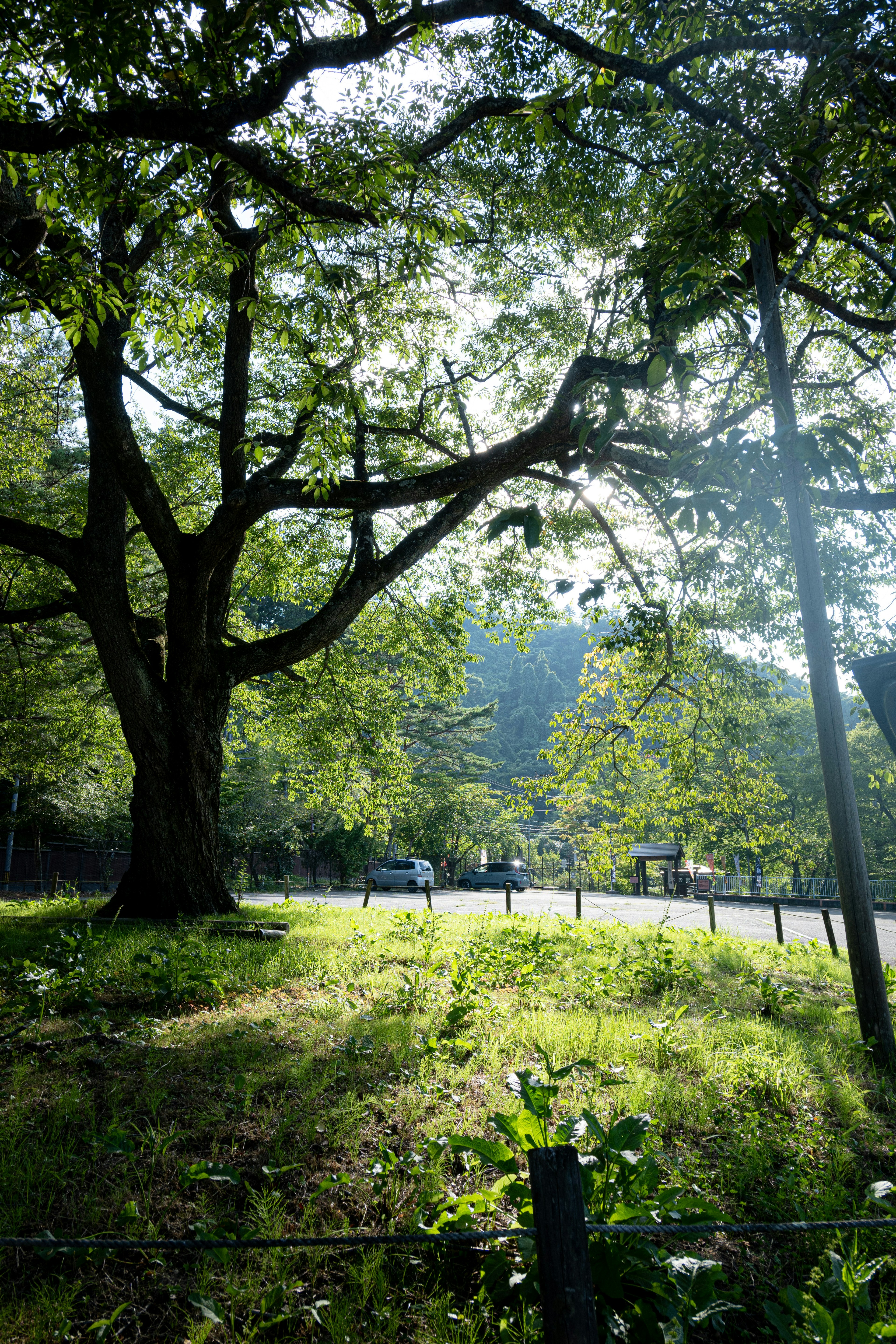 緑豊かな木々と広がる草地の風景