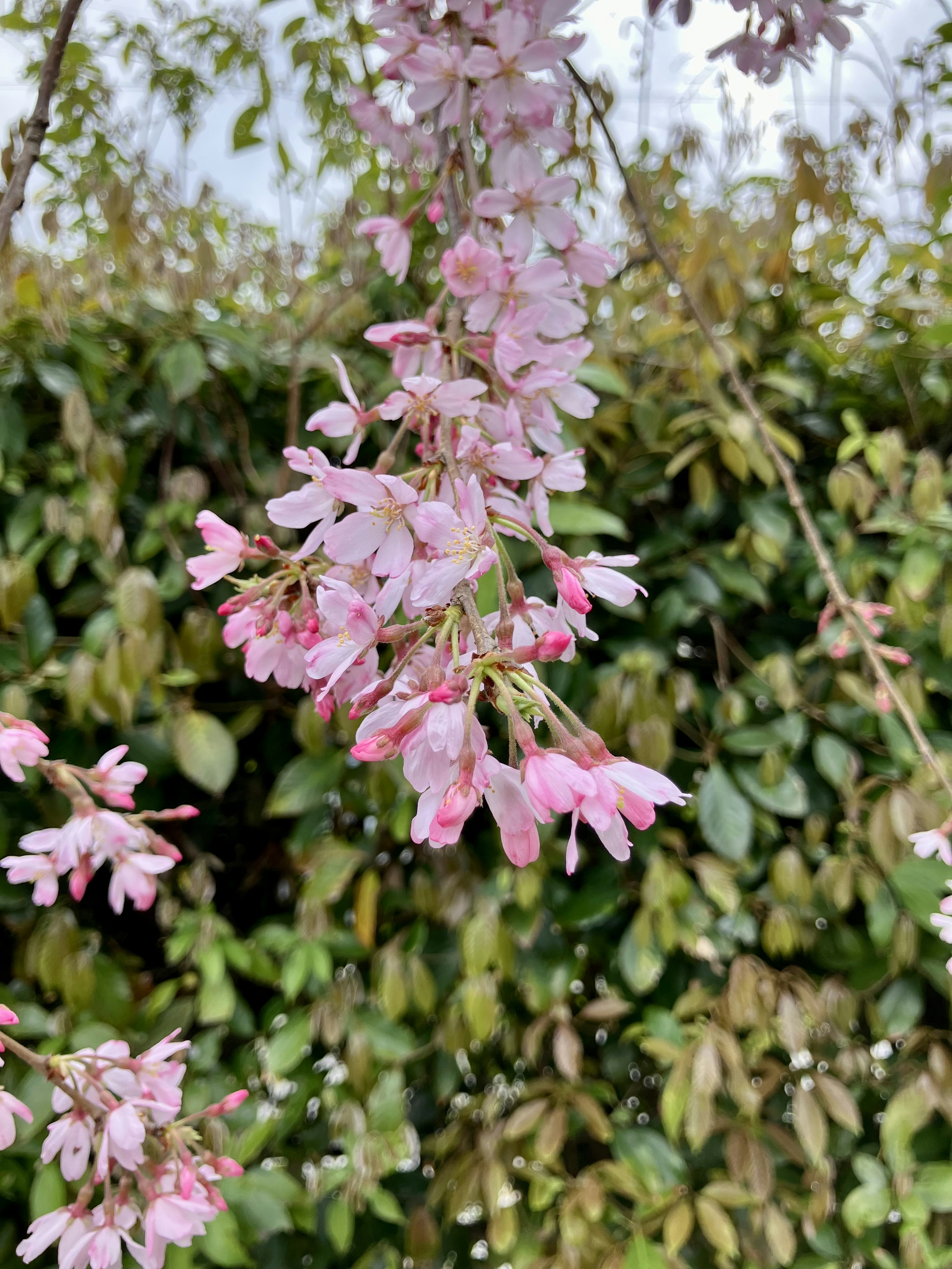 Flores rosas delicadas colgando de una rama de cerezo con un fondo de hojas verdes