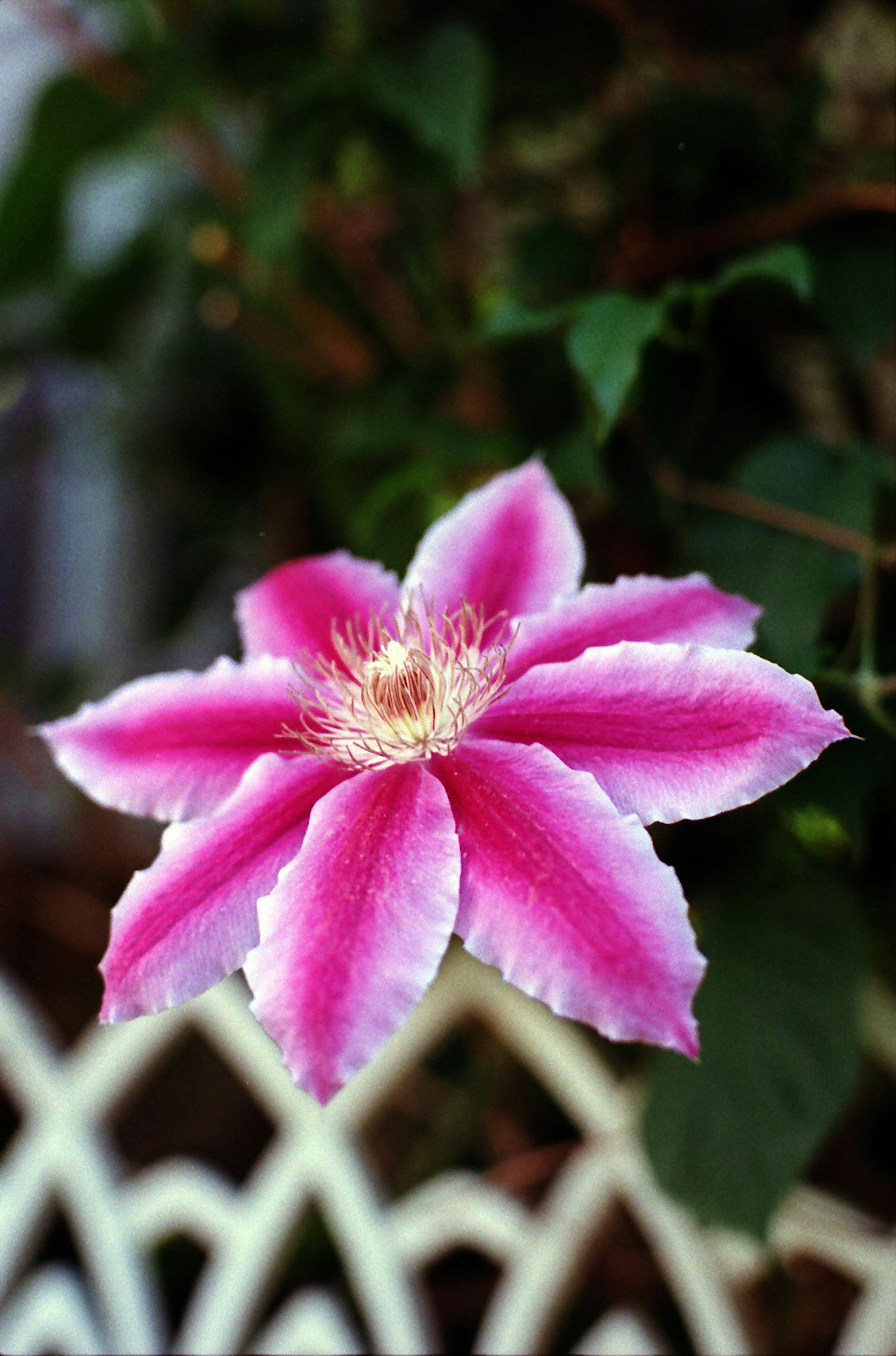 A pink and white striped flower stands out against green leaves