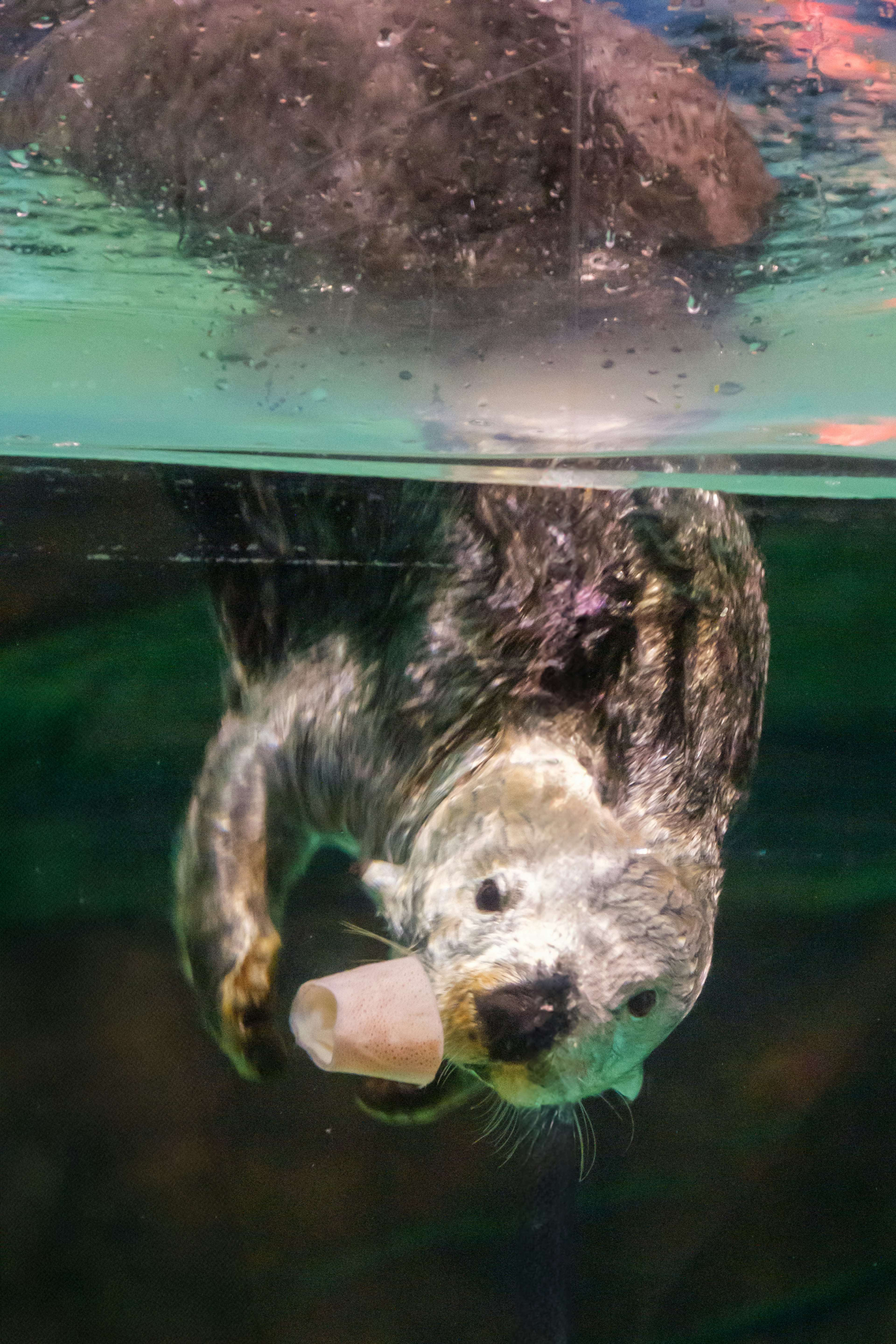 水中で食べ物を持つカワウソの写真