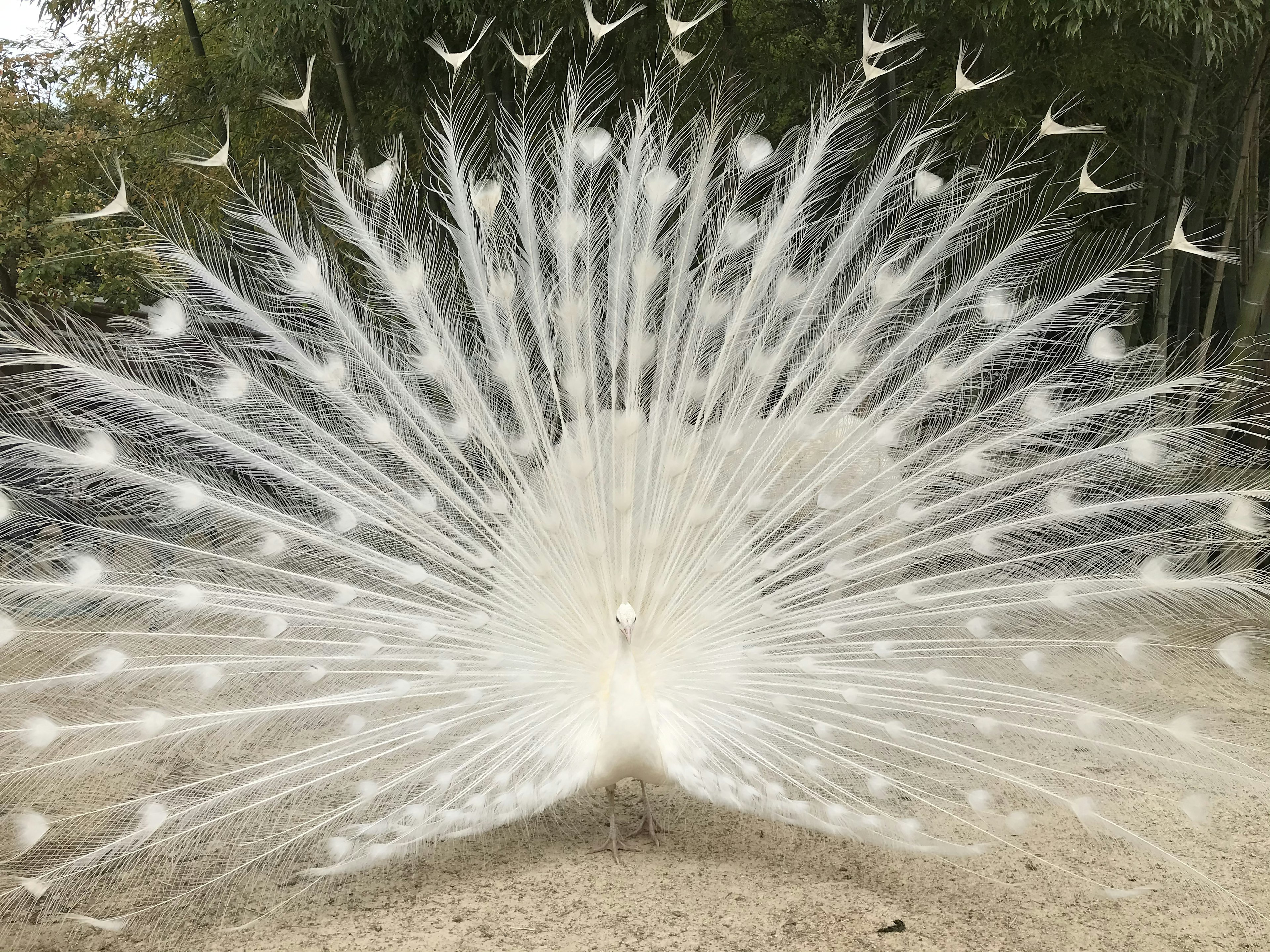 A white peacock displaying its feathers in a striking manner