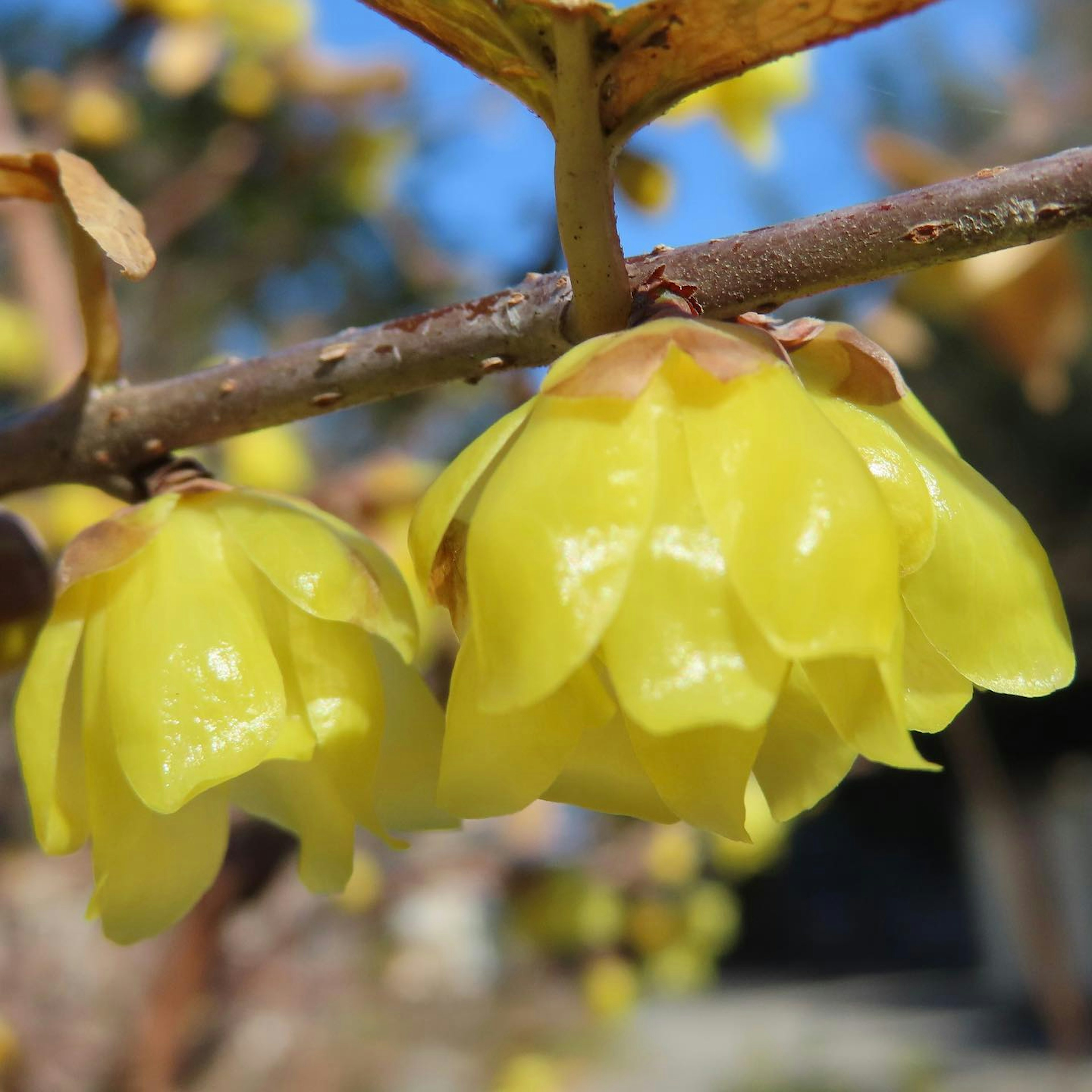 Close-up of yellow flower buds with distinctive petals