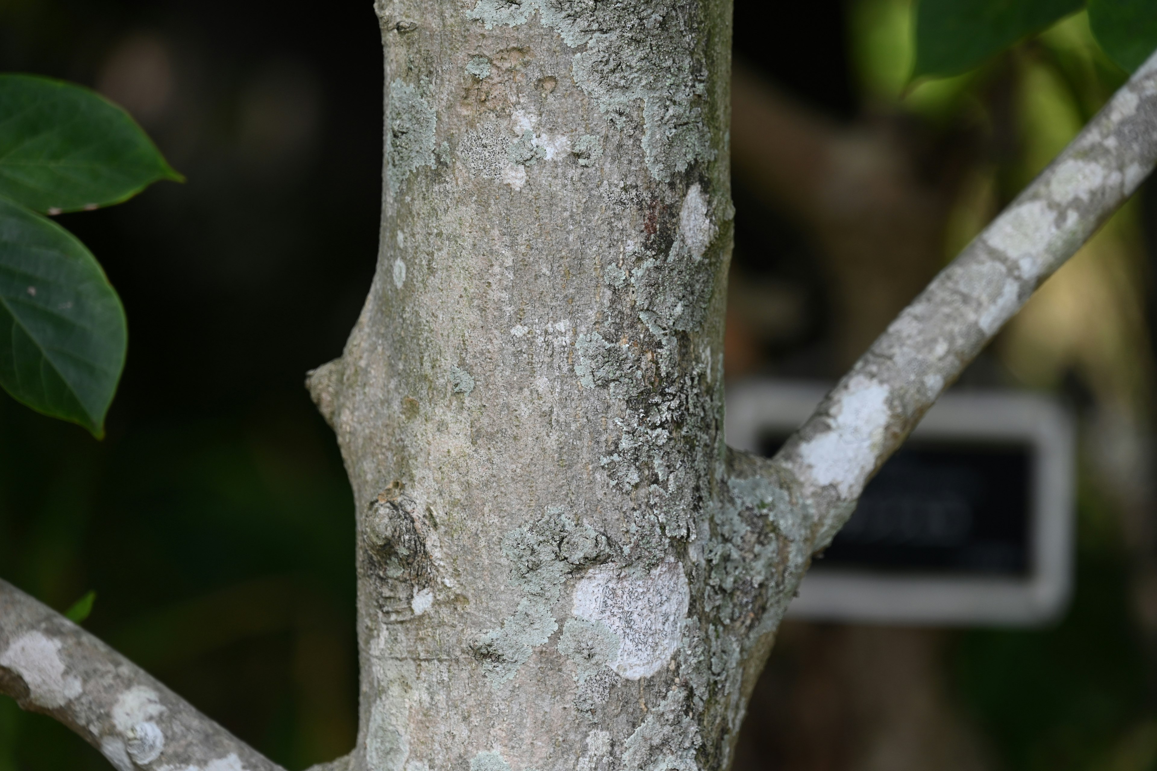 Close-up batang pohon menunjukkan tekstur detail dan daun di sekitarnya