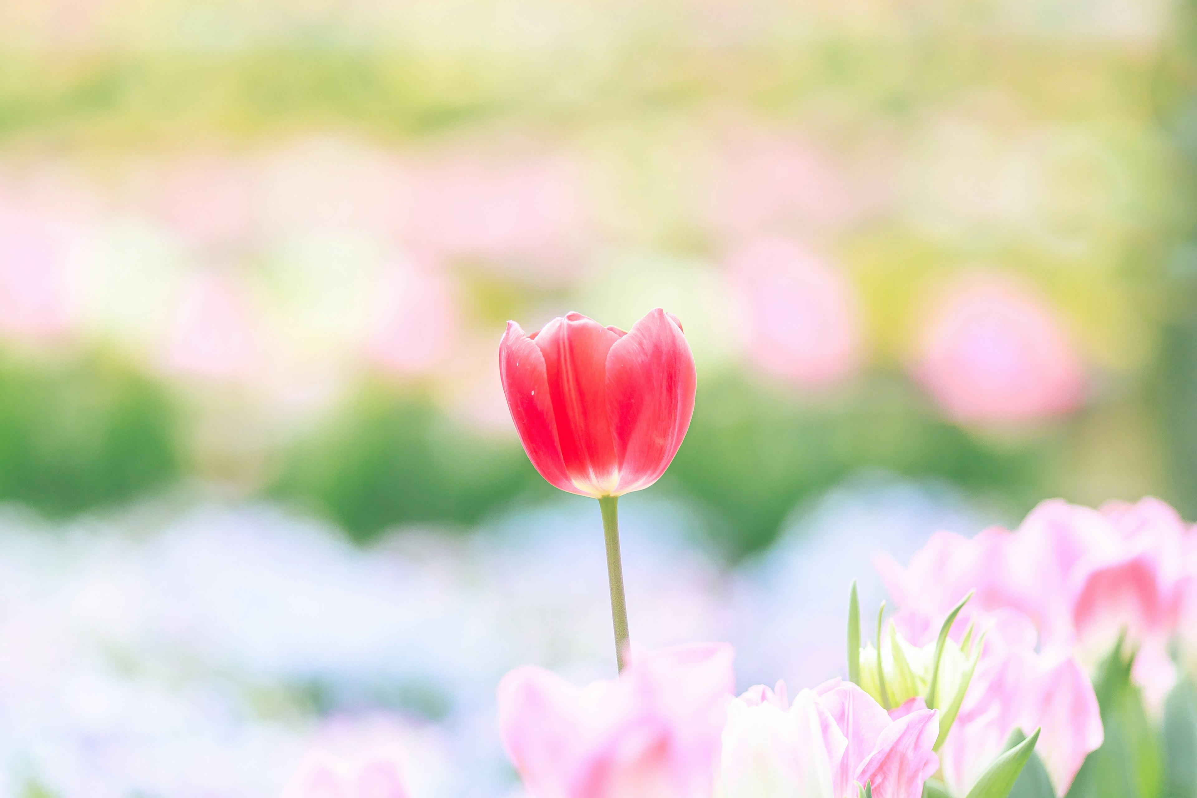 鮮やかな赤いチューリップが他の花に囲まれて咲いている風景