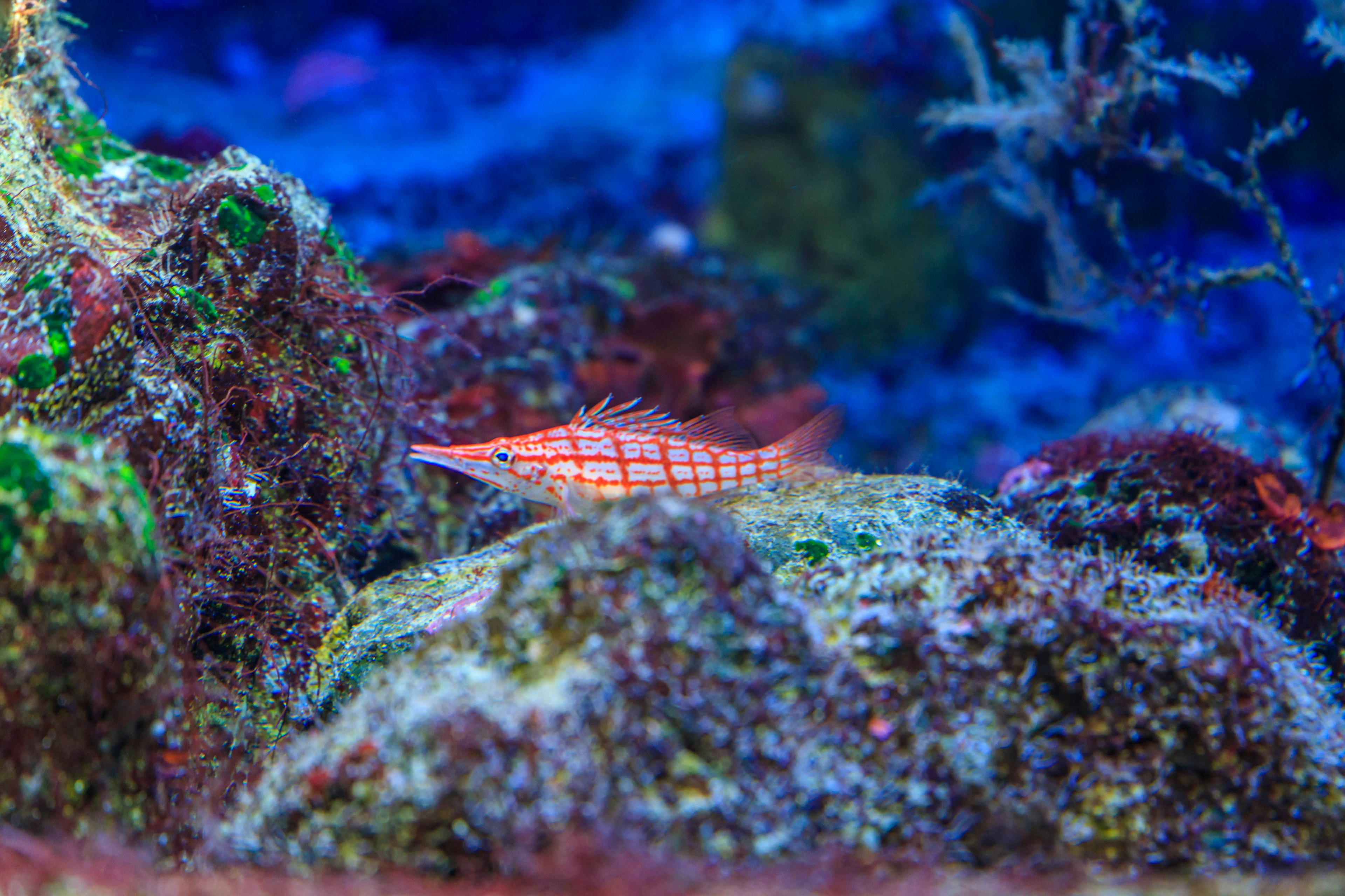 Lebendiger langer Fisch, der sich zwischen Felsen in einem blauen Ozean versteckt