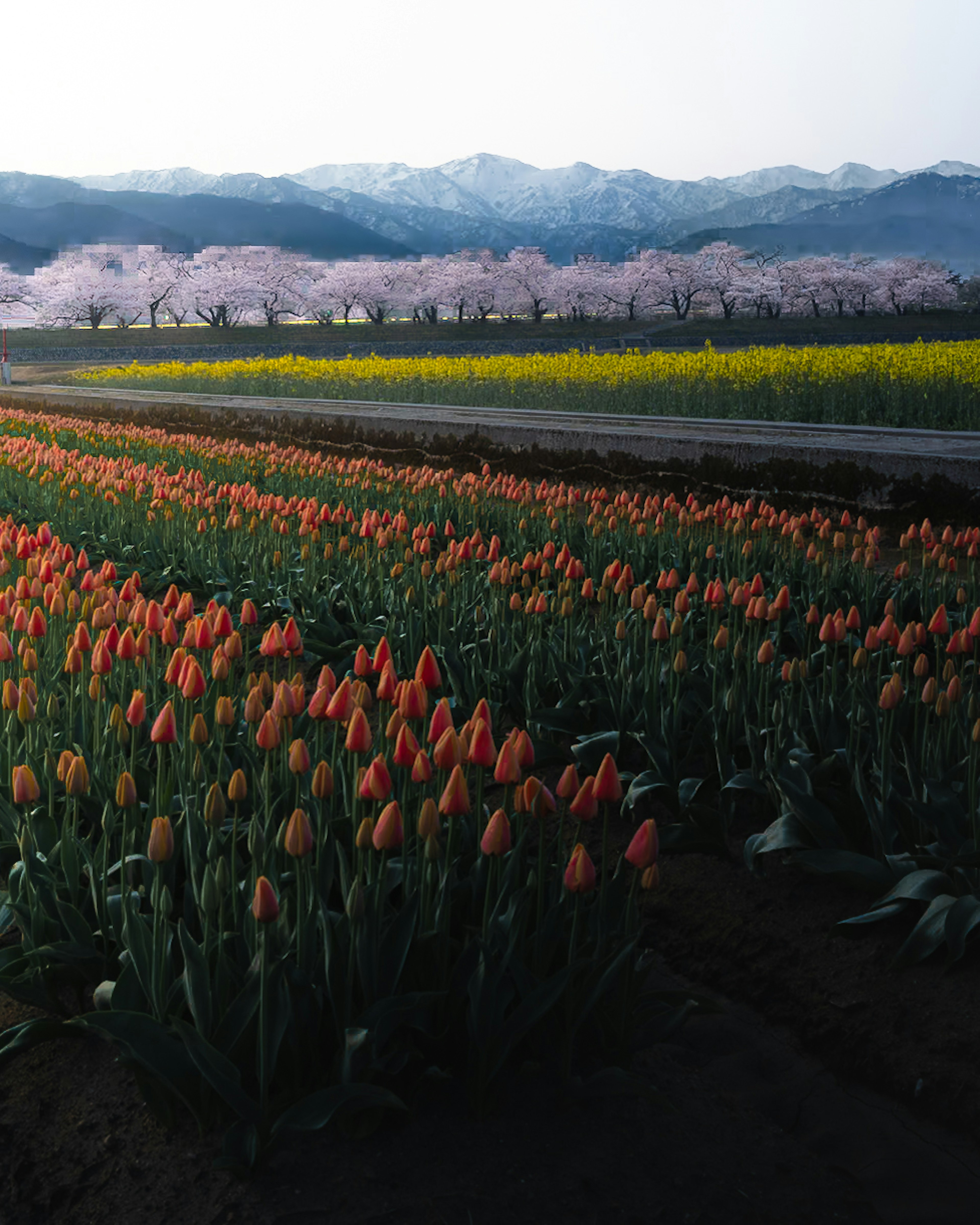 オレンジ色のチューリップ畑と桜の木が並ぶ美しい風景