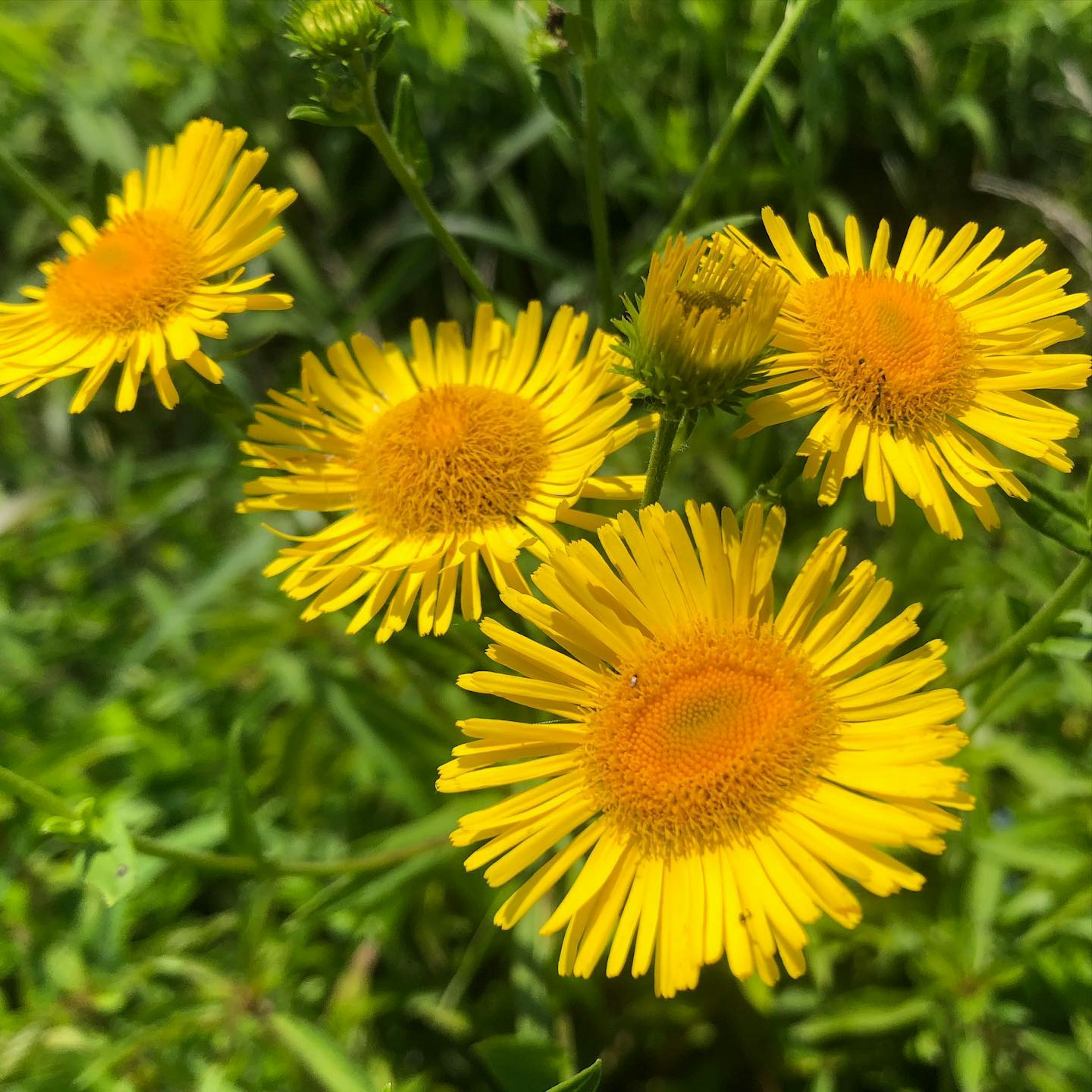 Vibrant yellow flowers blooming against a green background