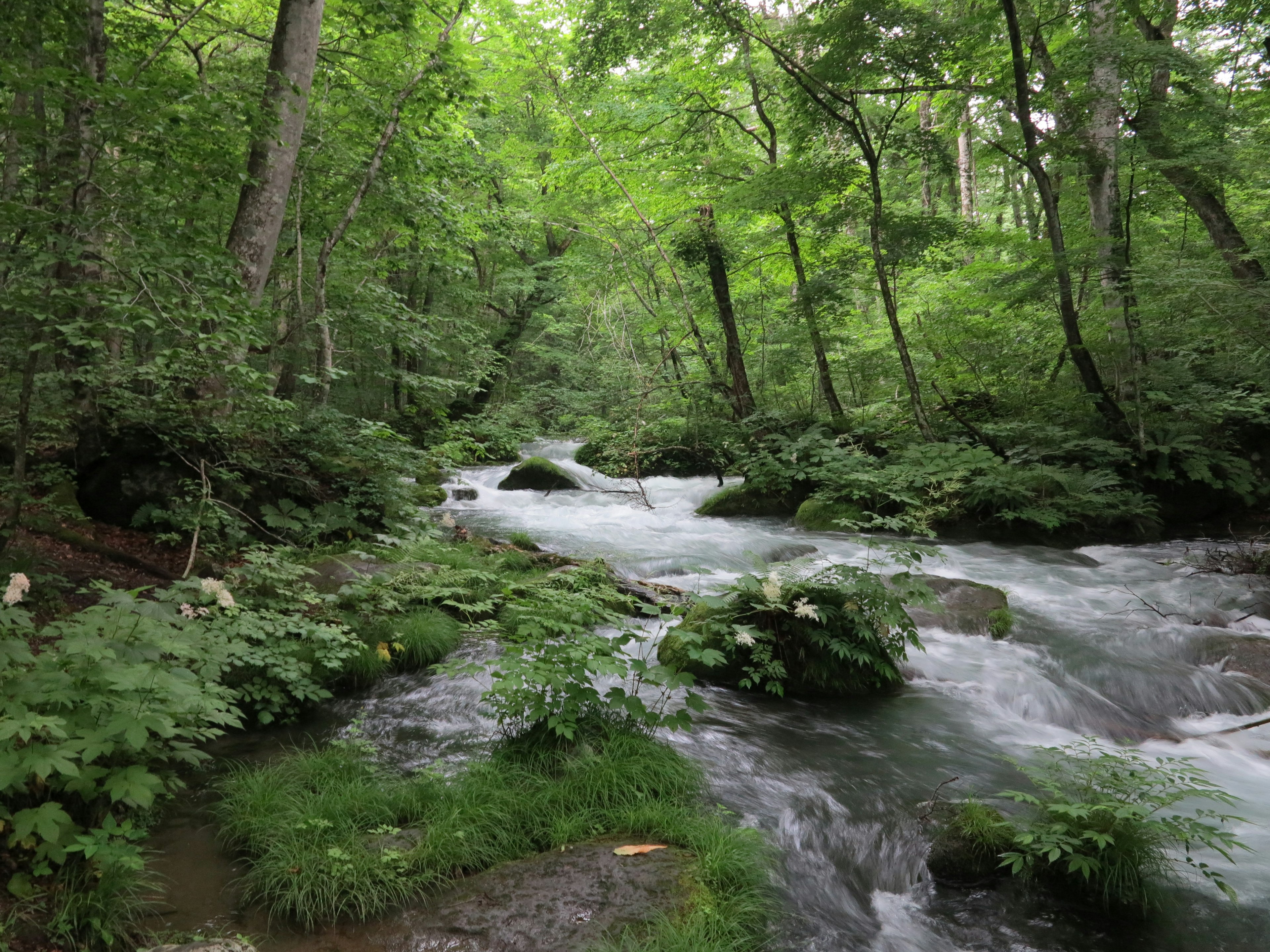 Eine malerische Aussicht auf einen Fluss, der durch einen üppigen grünen Wald fließt