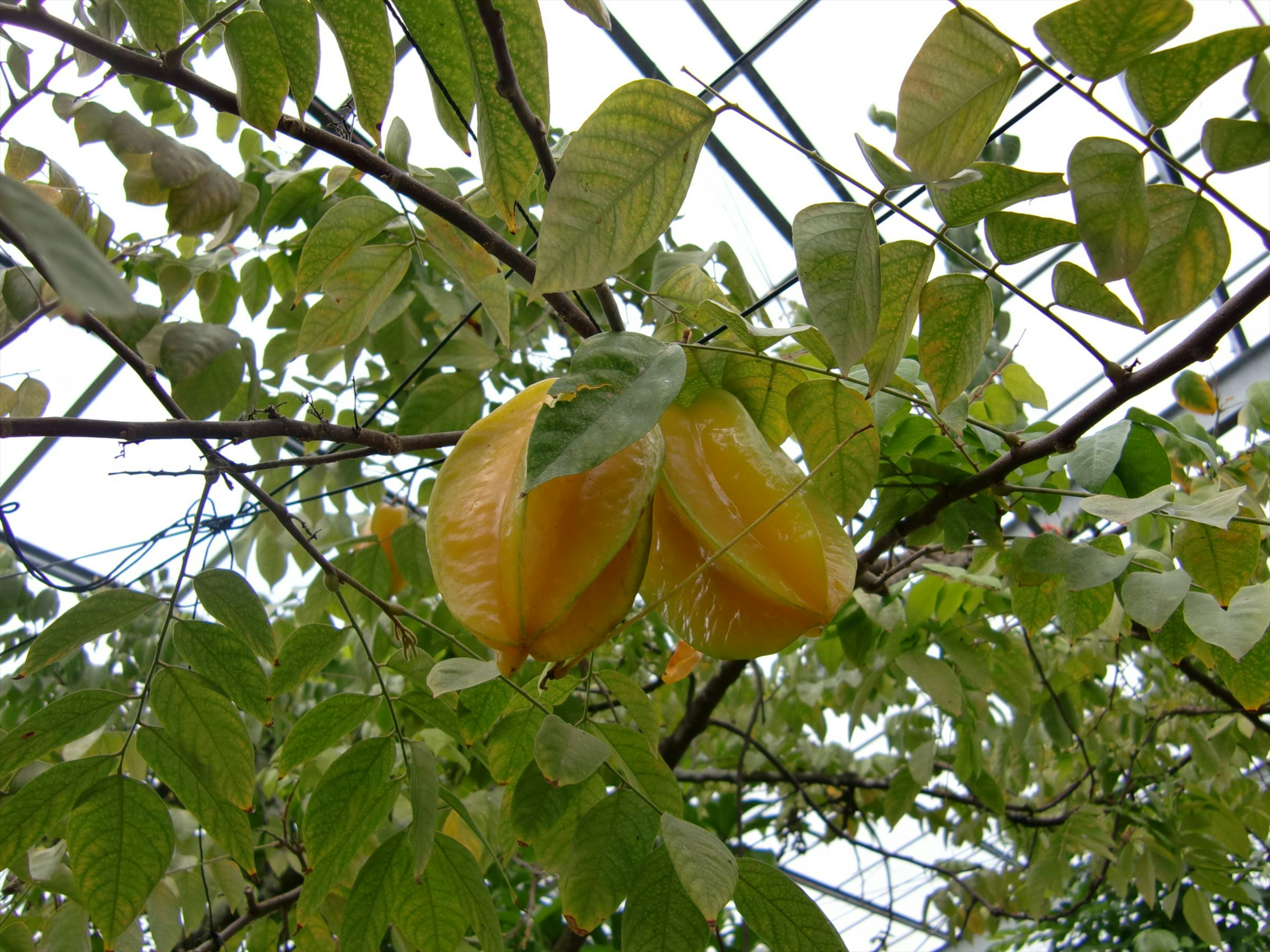 Frutas amarillas colgando de un árbol rodeado de hojas verdes