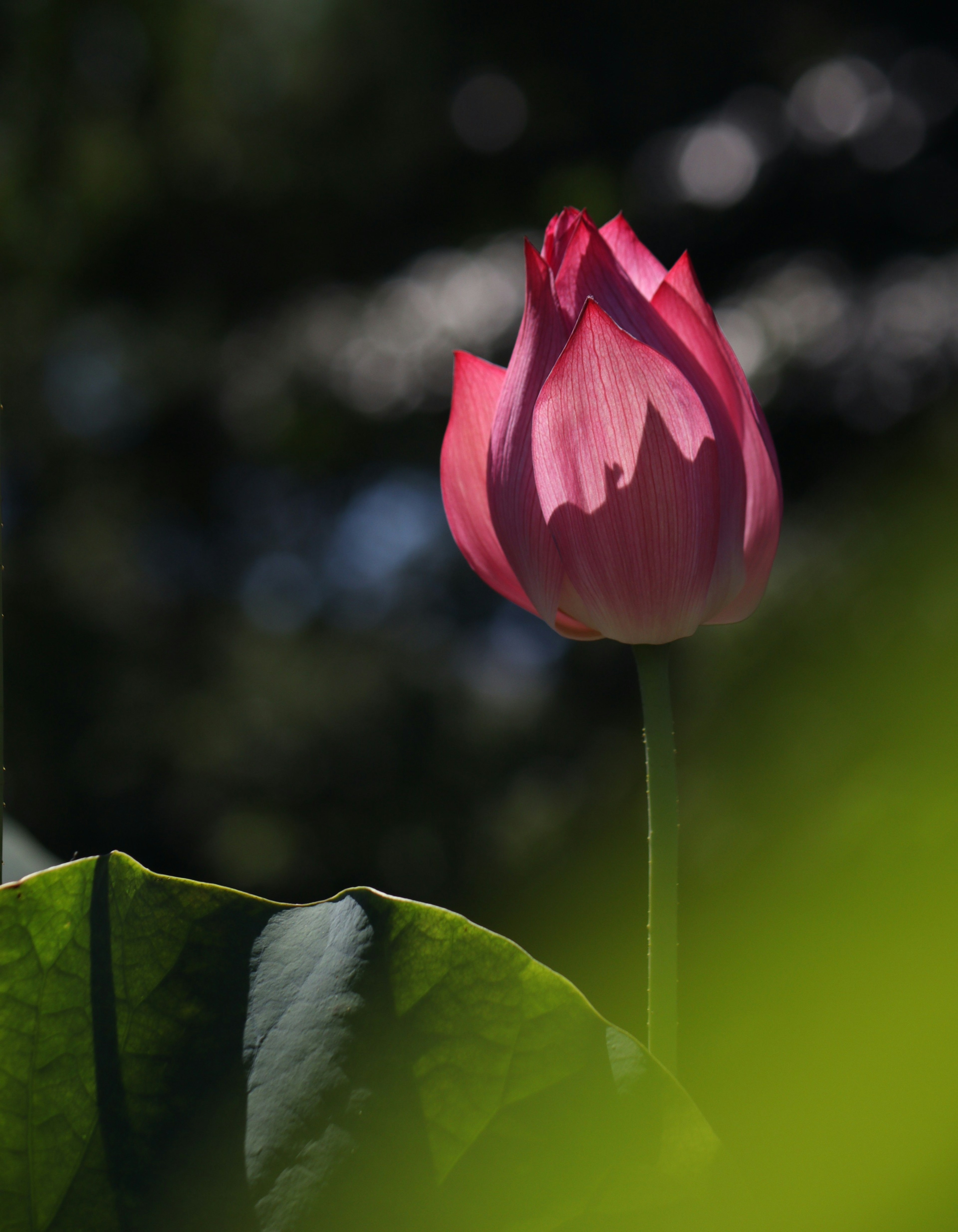 Schöne rosa Lotusblume, die durch grüne Blätter gesehen wird