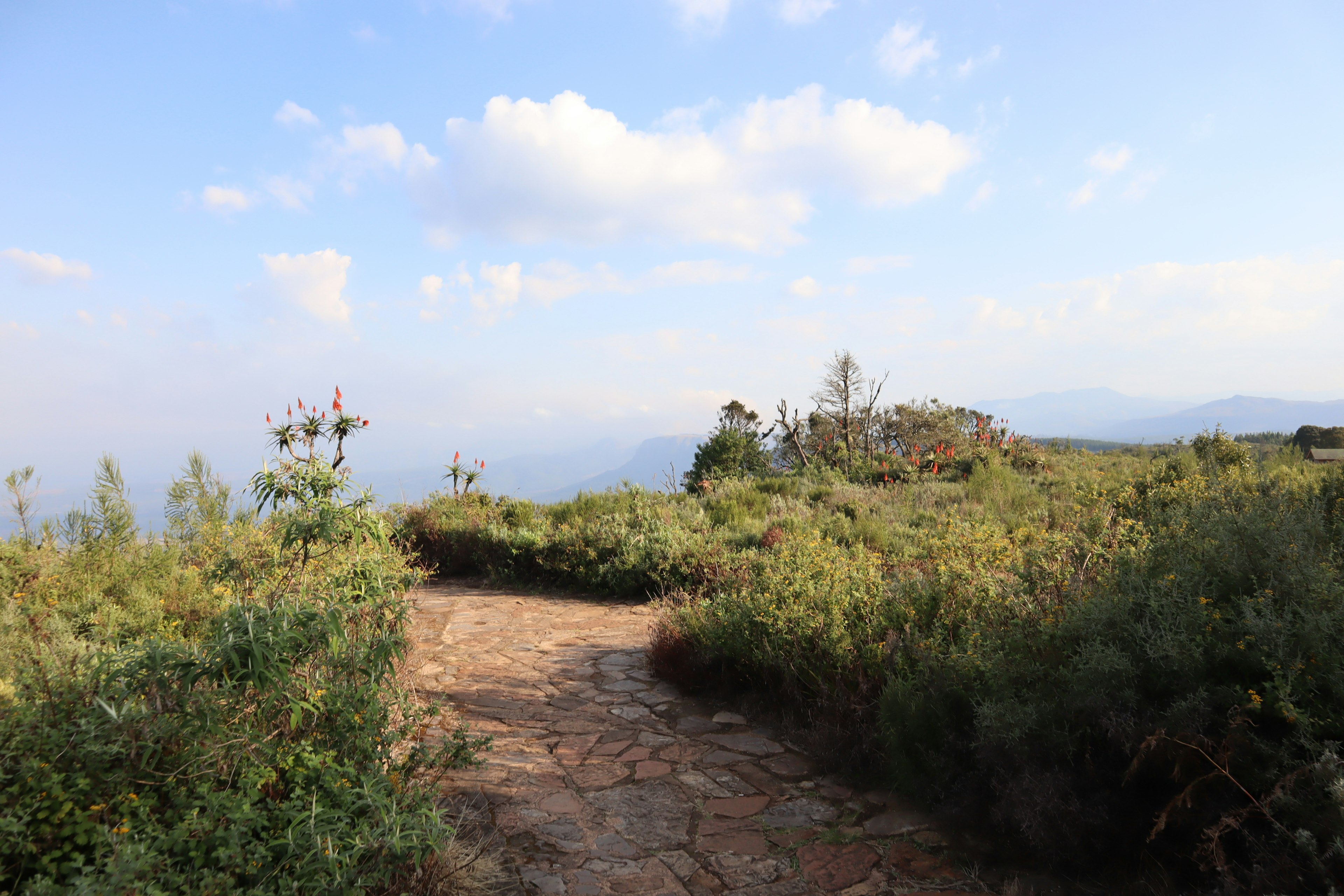 Un chemin sinueux à travers une verdure luxuriante sous un ciel bleu