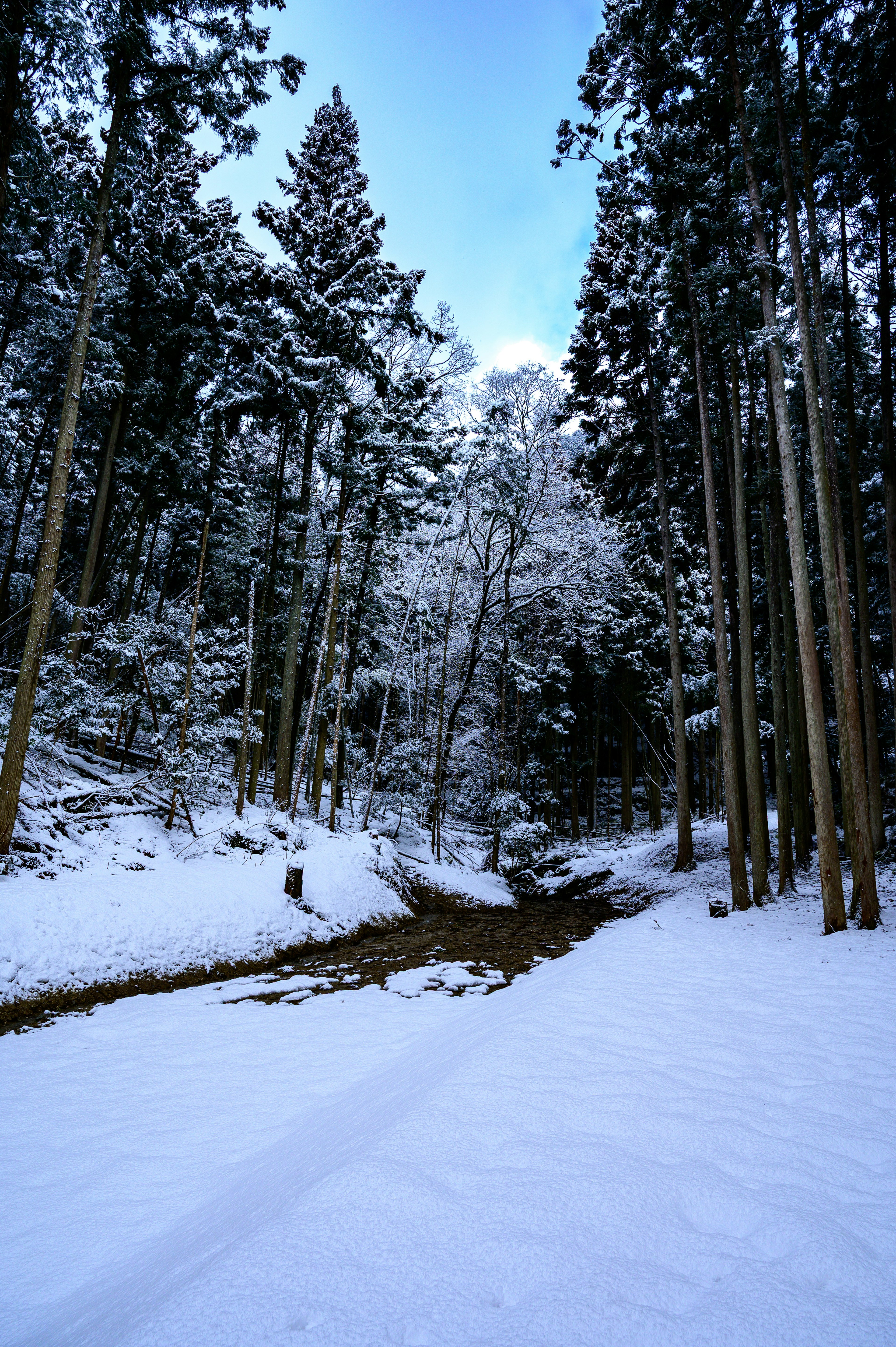 Schneebedeckter Weg in einem Wald mit hohen Bäumen