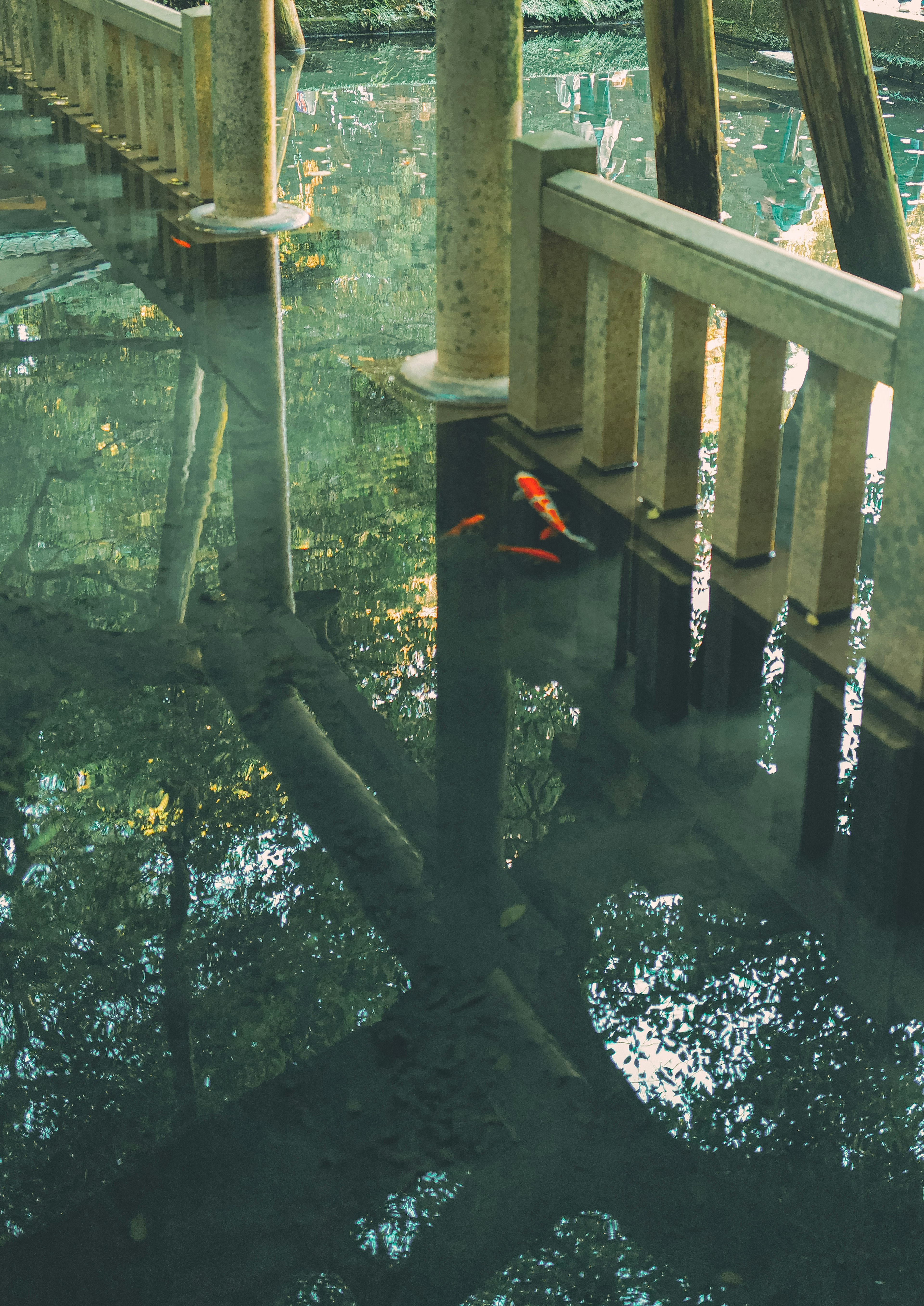 Puente de madera reflejado en el agua con peces koi visibles