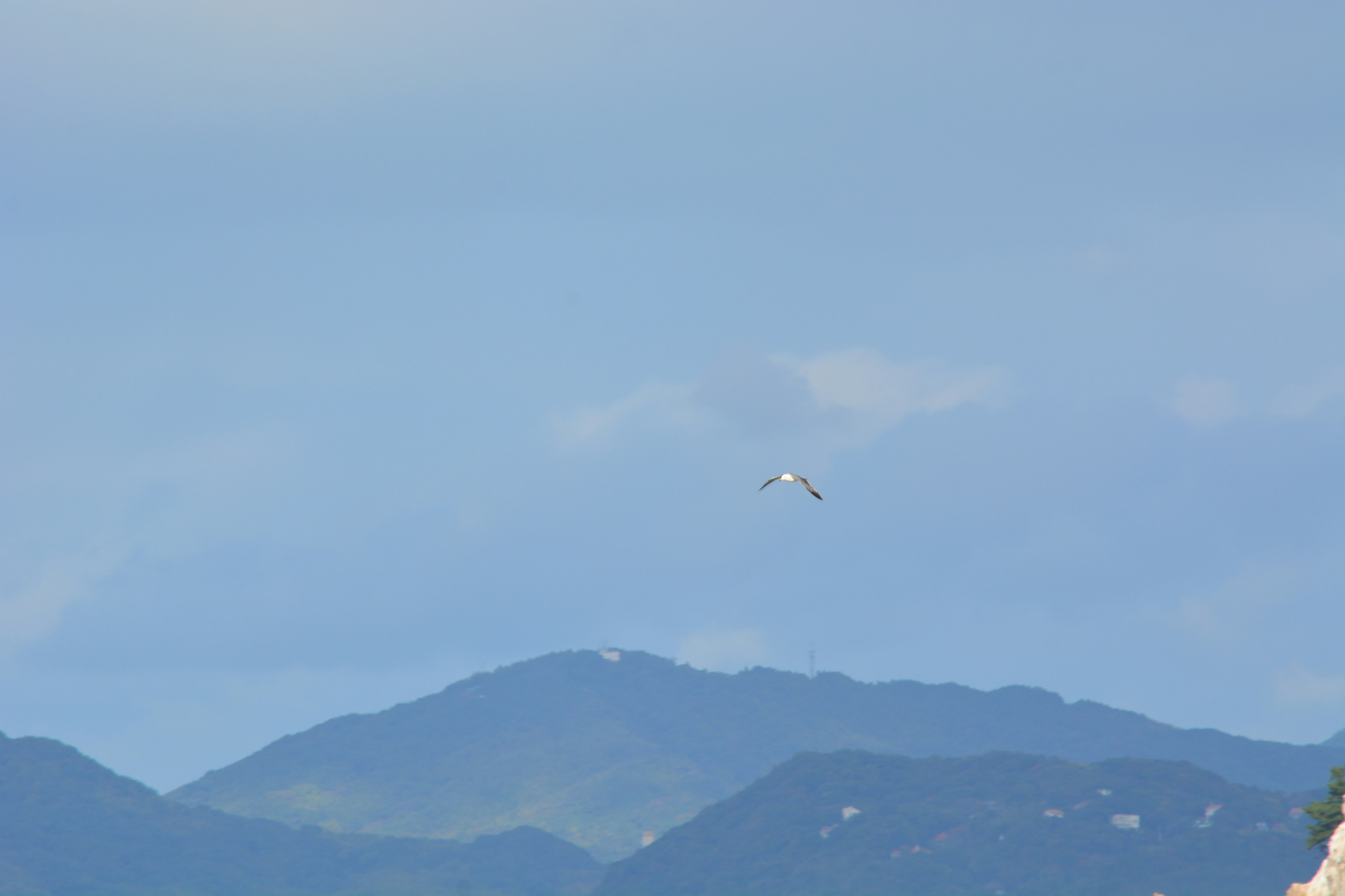 Un uccello bianco che vola nel cielo blu sopra le montagne