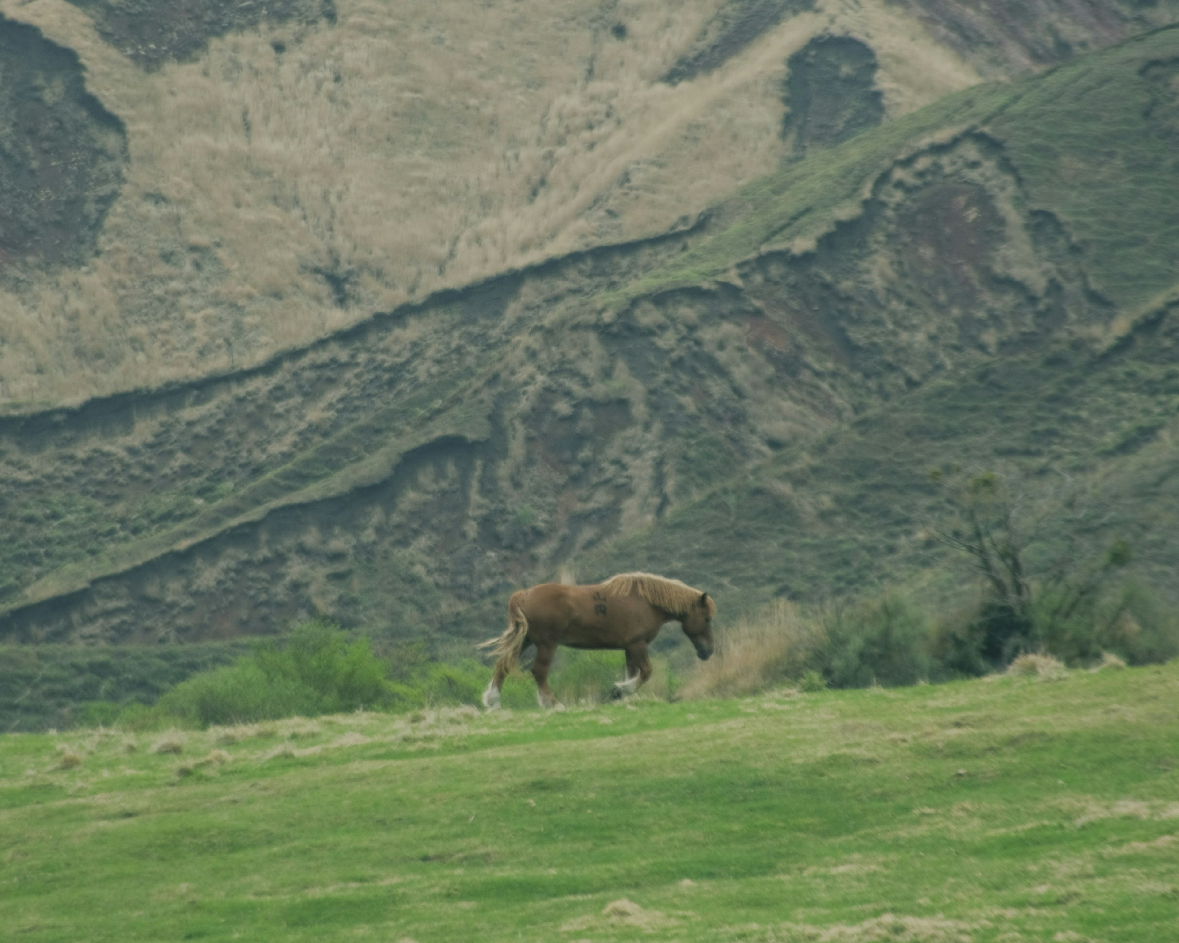 Ein Pferd, das auf einem grasbewachsenen Feld mit einer malerischen Berglandschaft geht