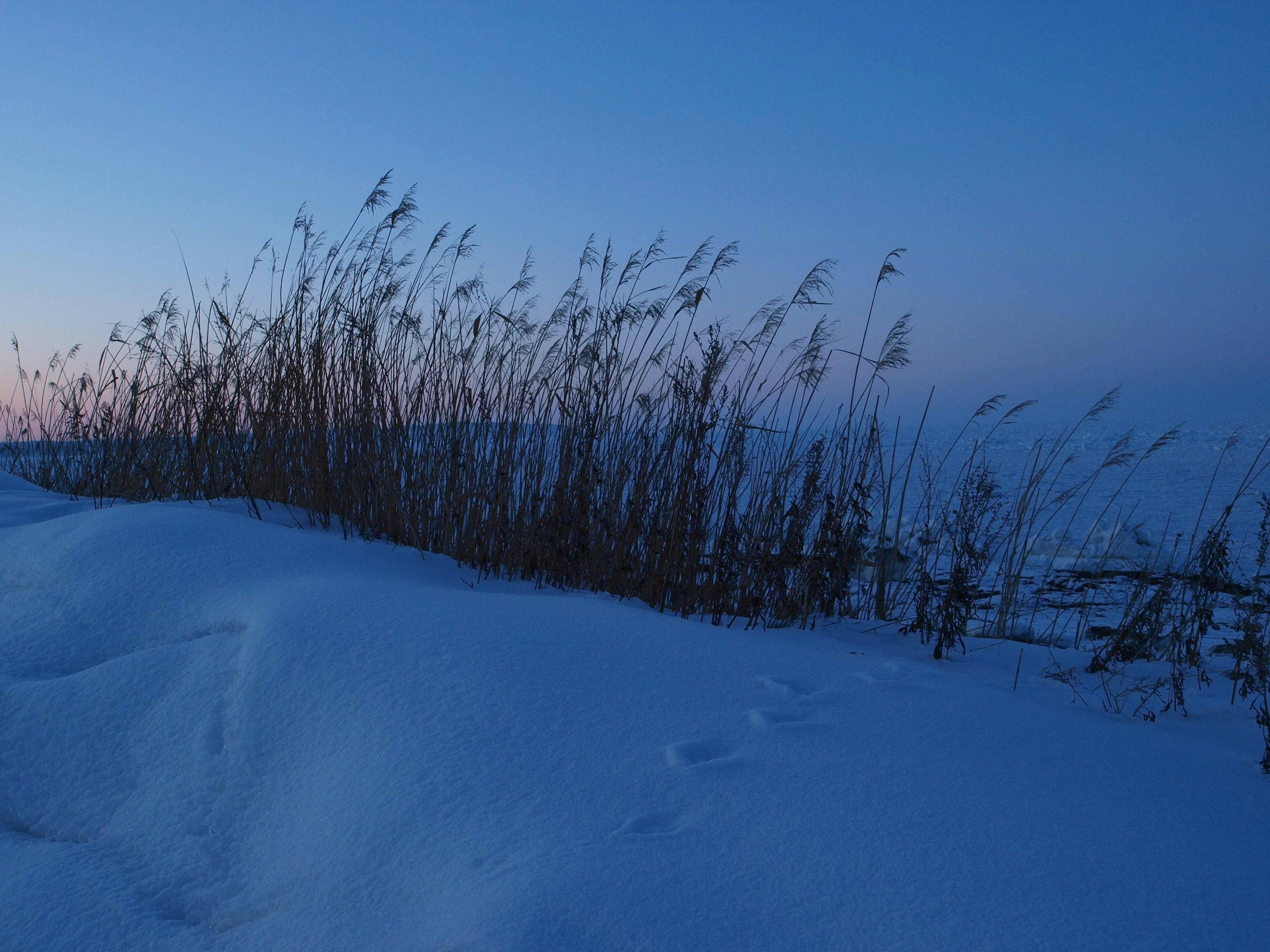 Snow-covered landscape with grasses in twilight