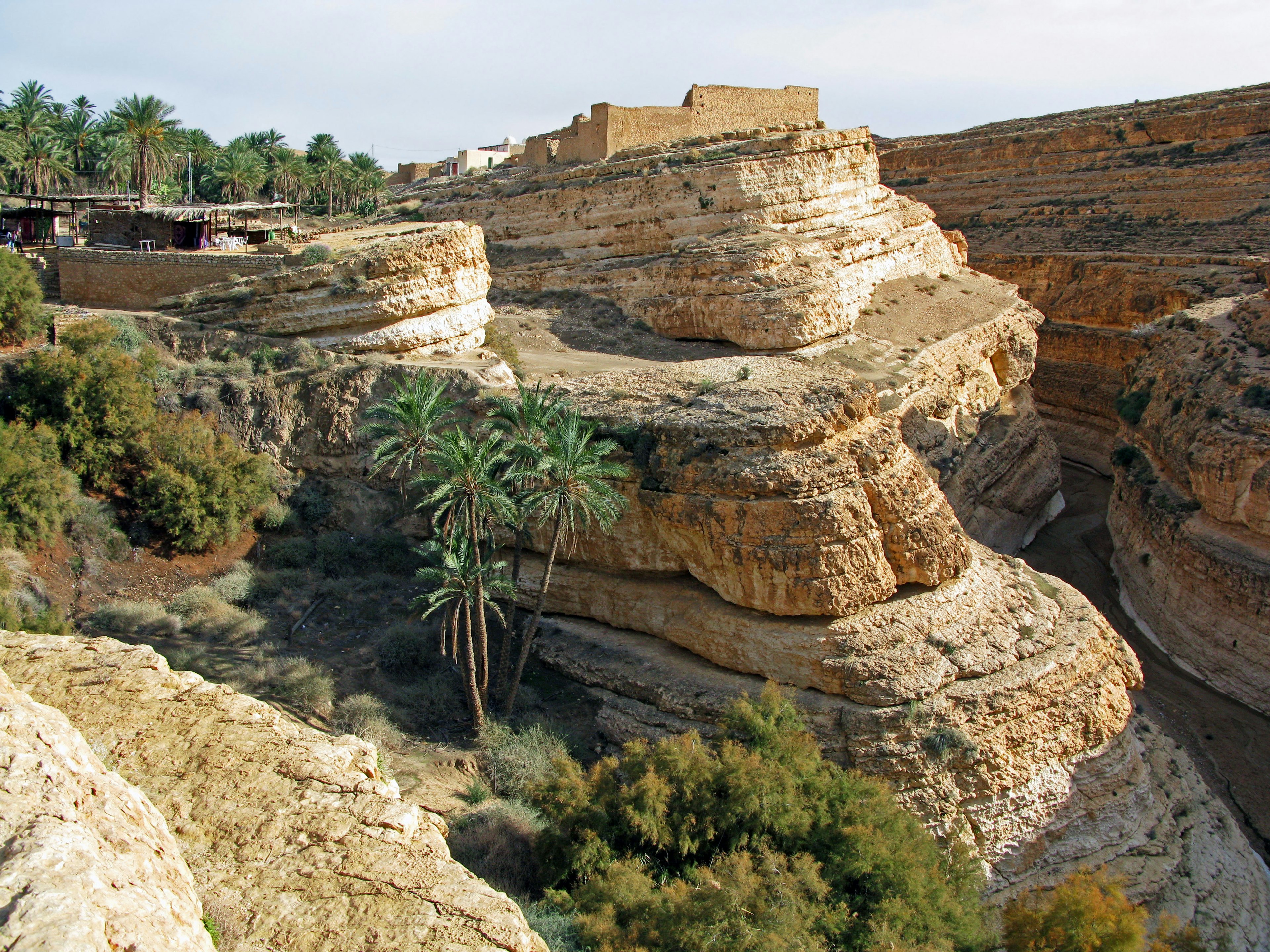 Landscape featuring layered rocks and palm trees in a canyon