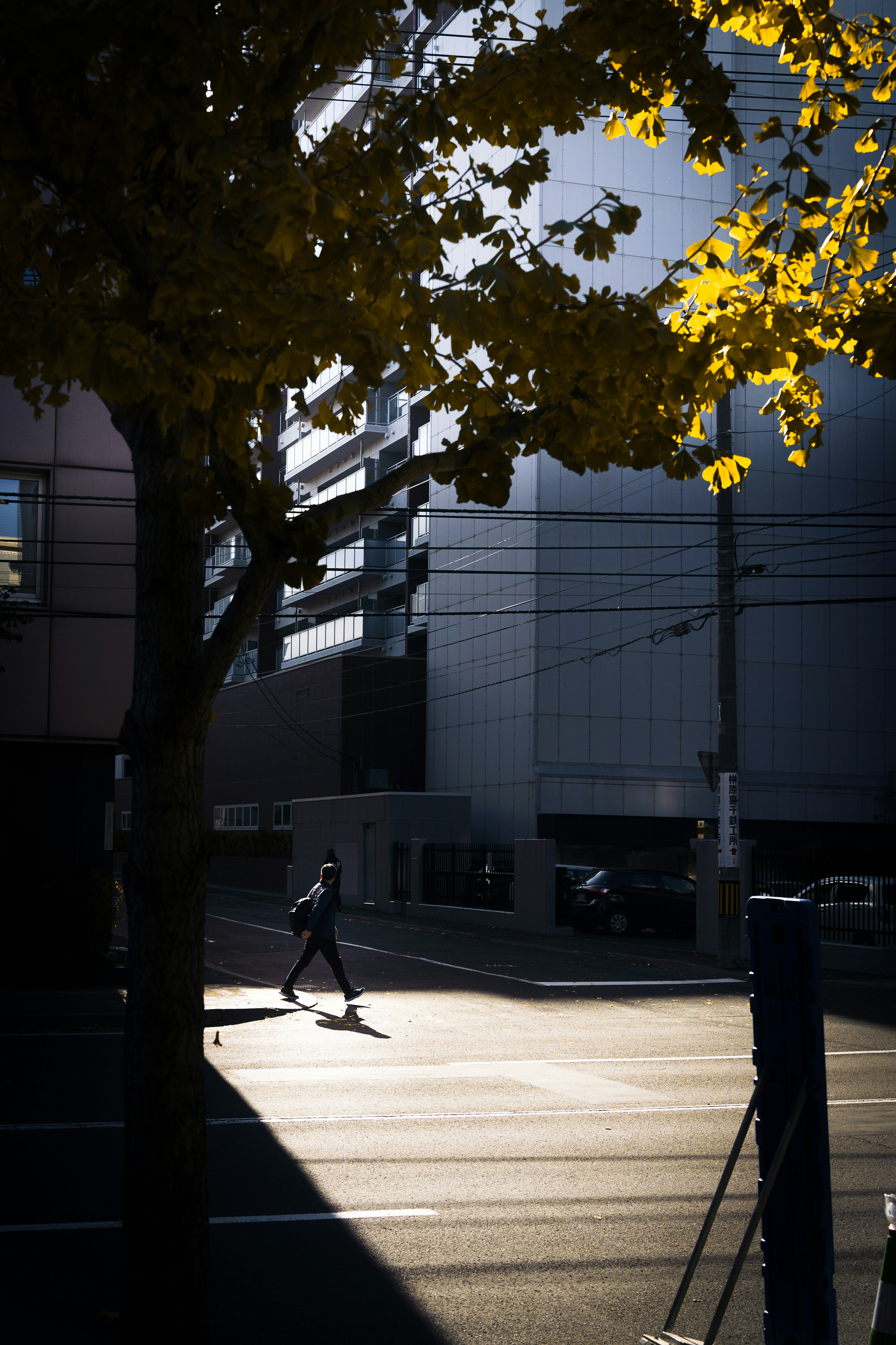 Silhouette of a person walking on a street with bright yellow autumn leaves