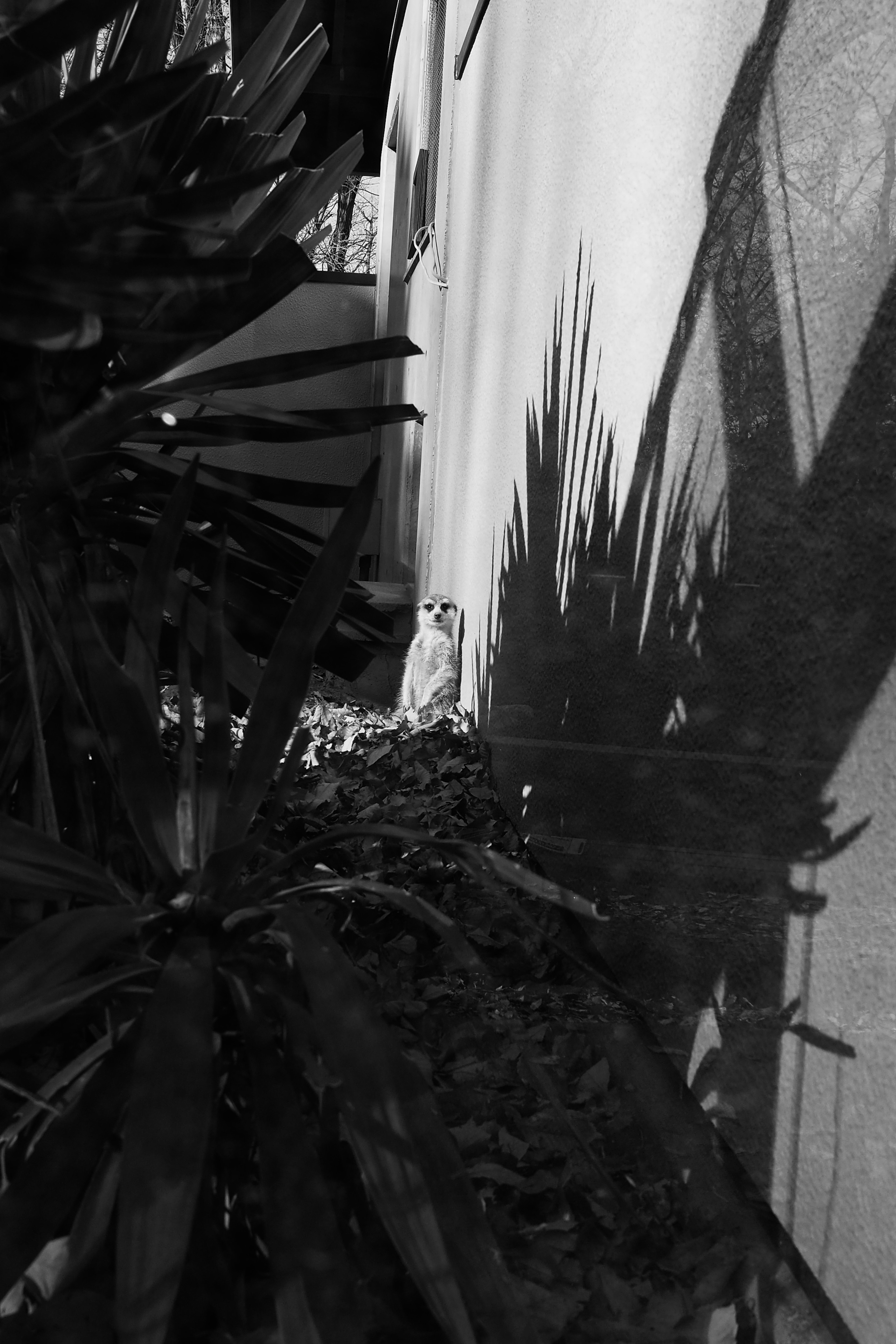 Escena en blanco y negro con sombras de plantas en una pared y hierba