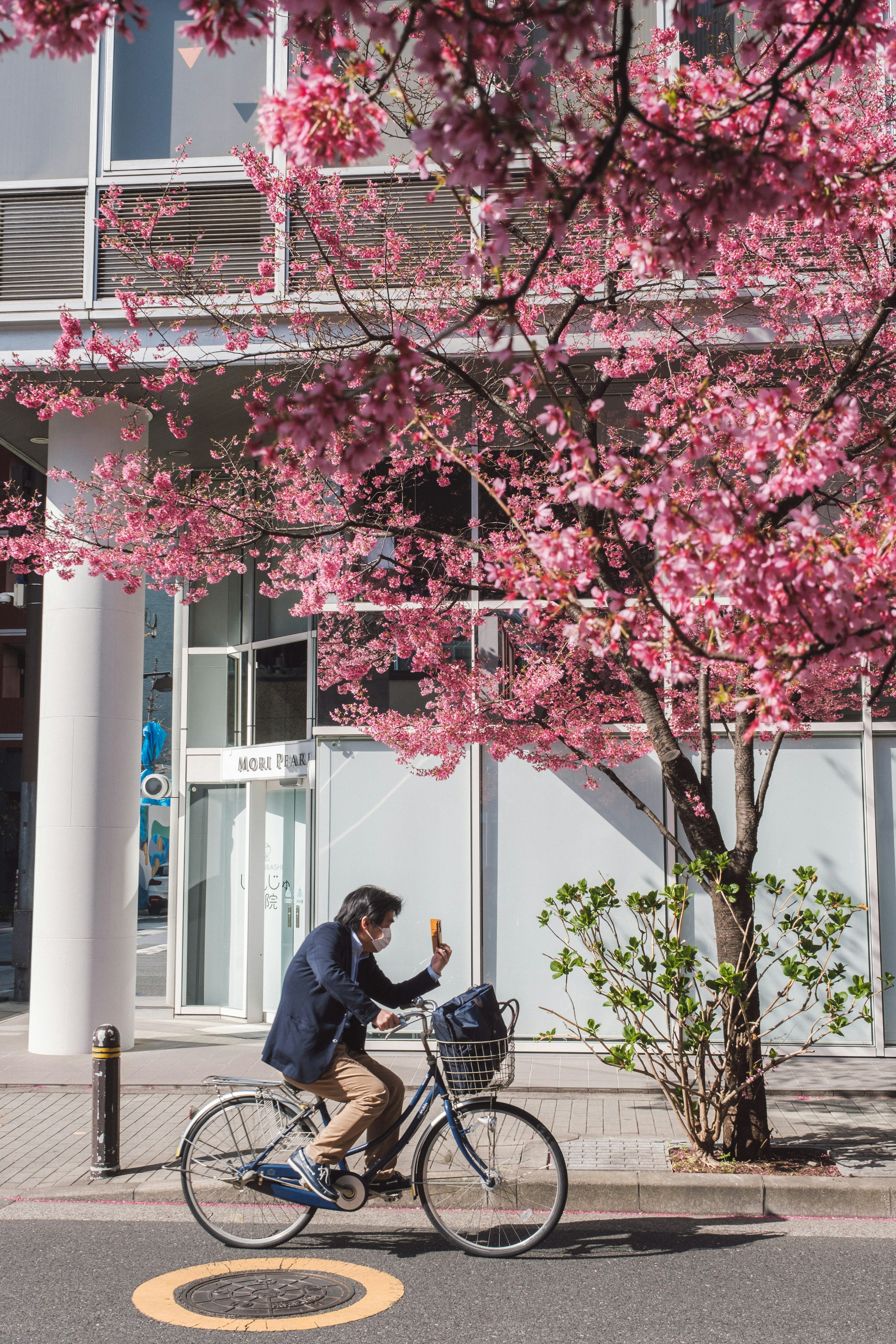 自転車に乗った男性が桜の木の下を通り過ぎる春の風景