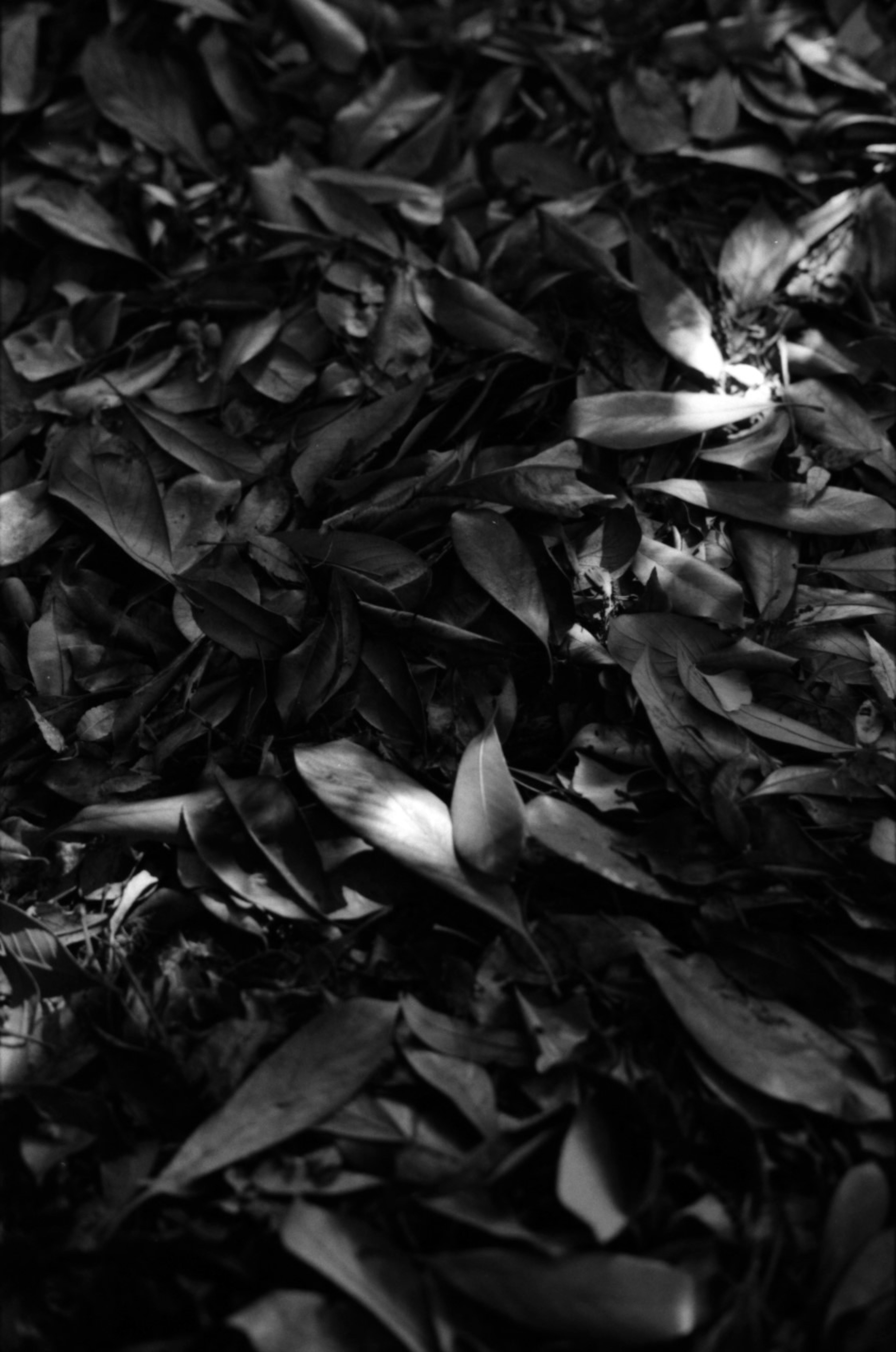 Black and white photograph of textured and shaped leaves on the ground