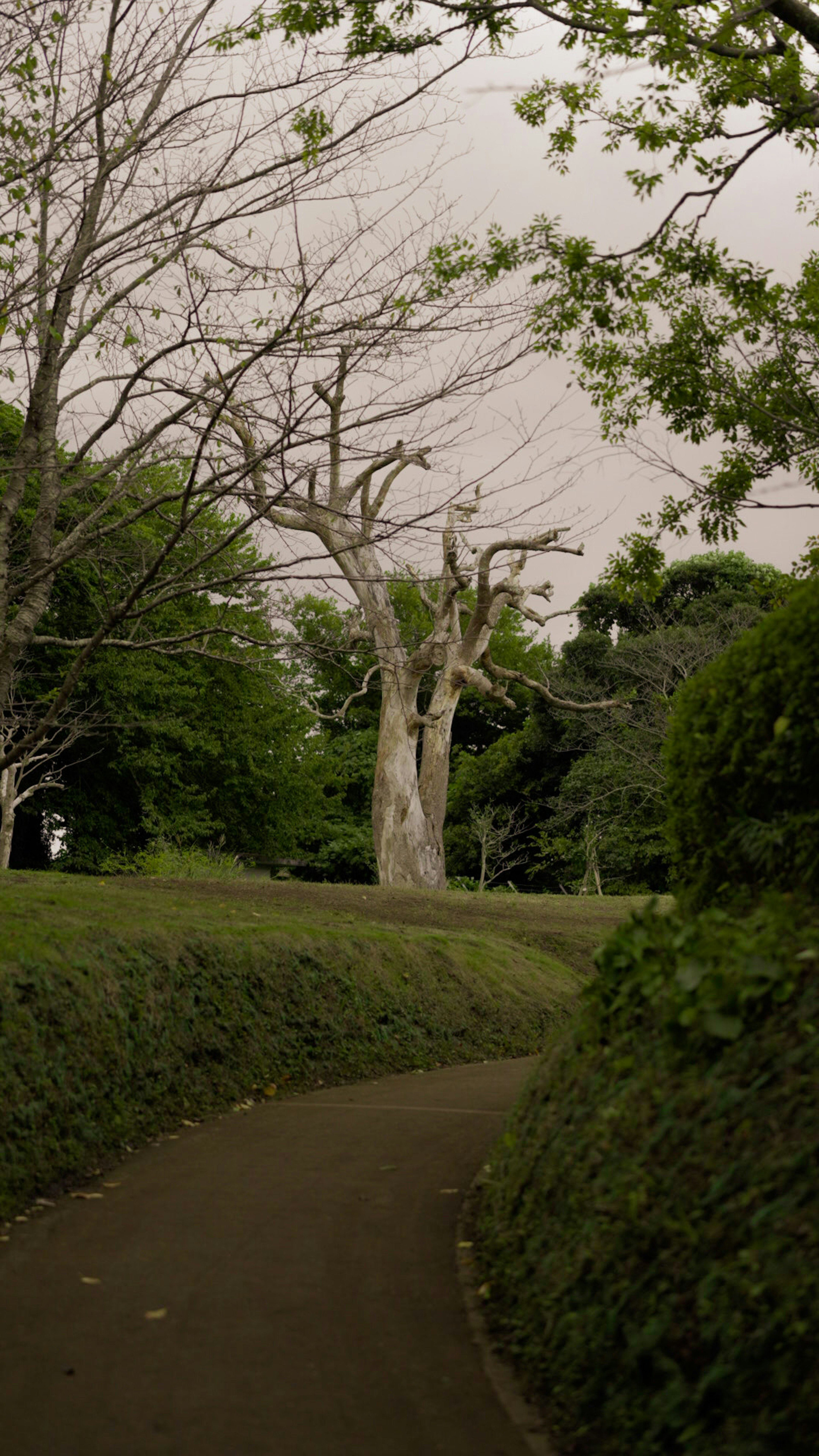 Kurvenweg umgeben von üppigem Grün und einem markanten weißen Baum