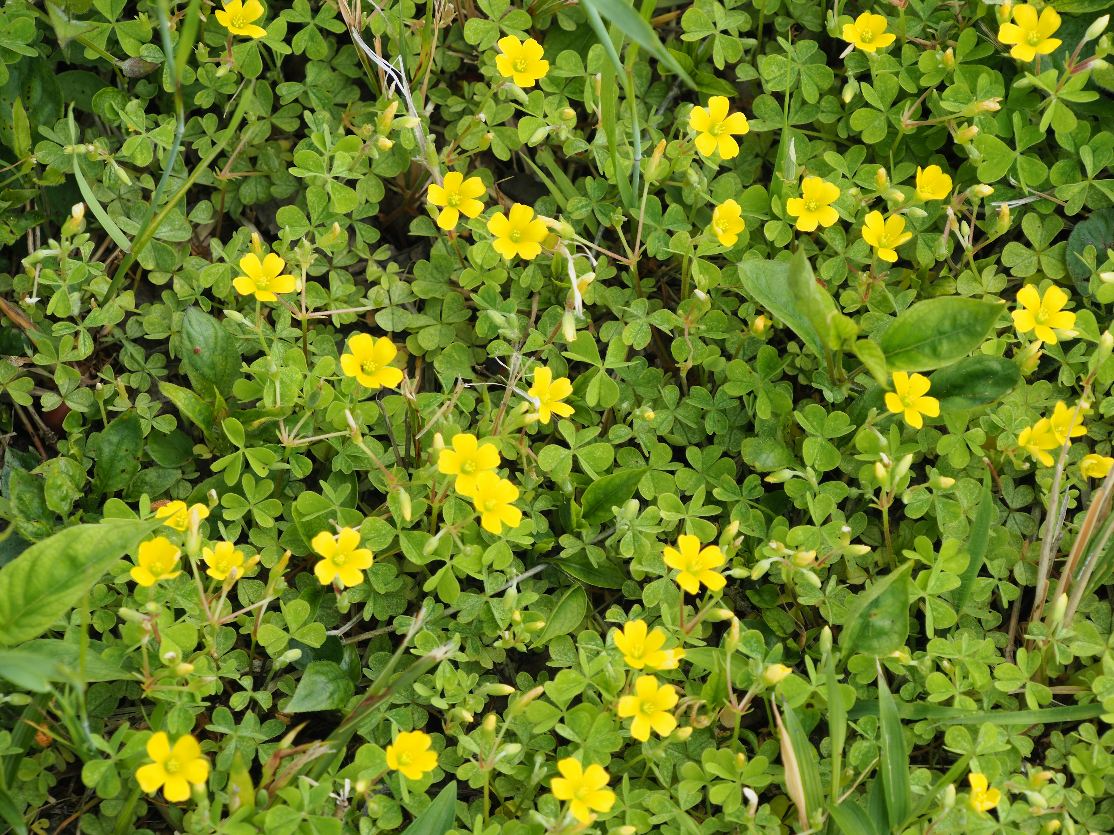 Pemandangan cerah bunga kuning kecil yang mekar di antara rumput hijau subur