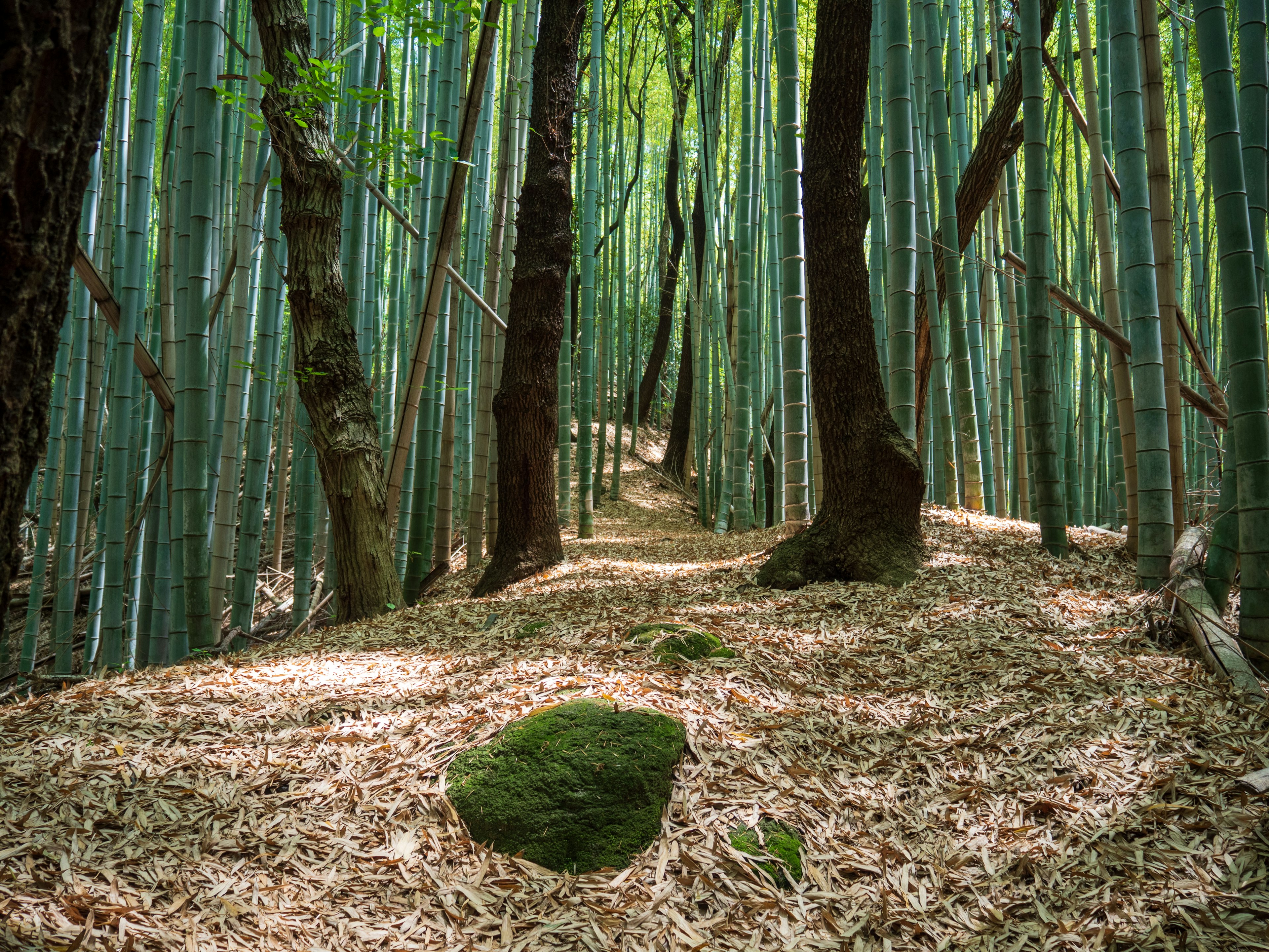 Sentiero attraverso una foresta di bambù verde con una pietra muschiosa a terra