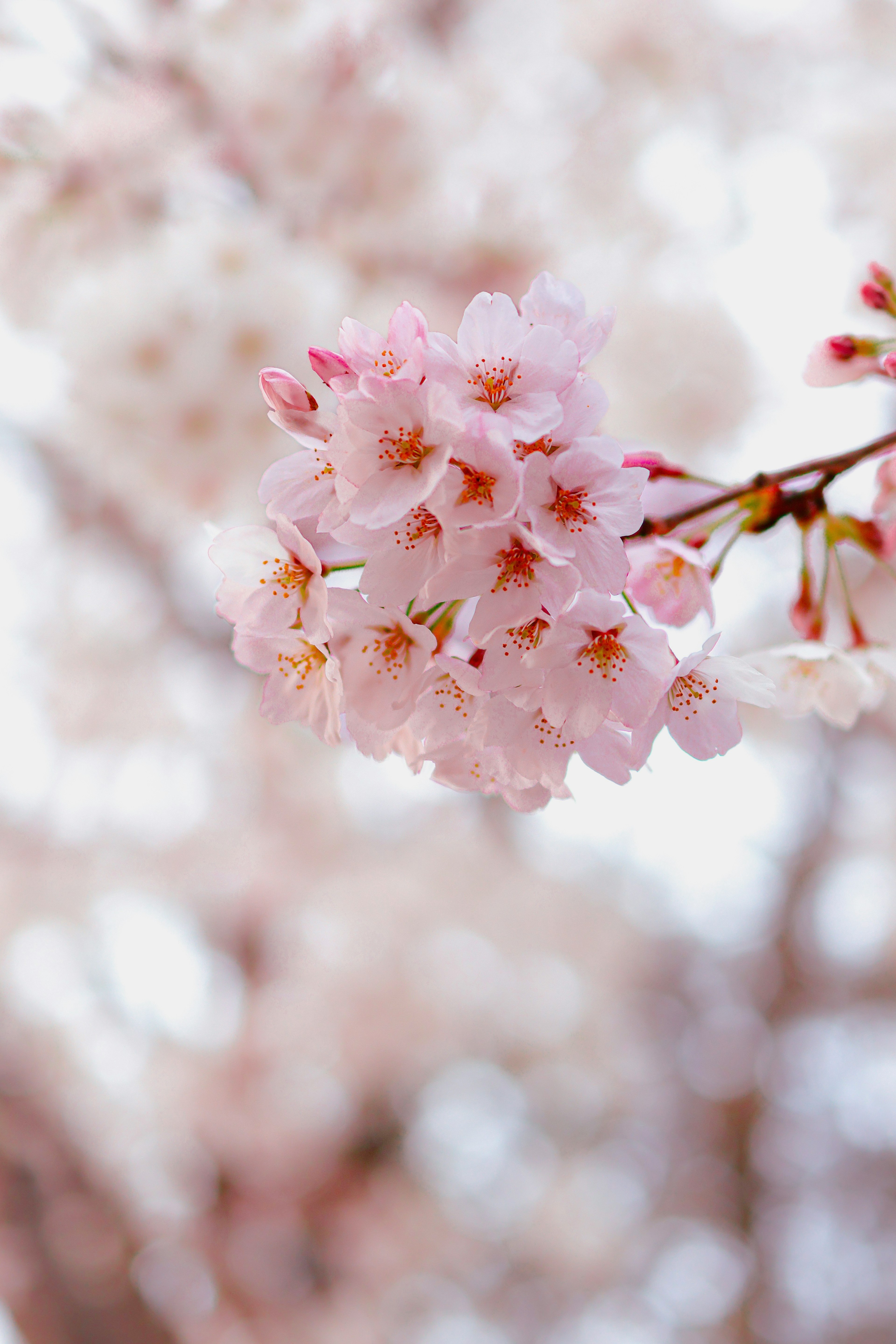 桜の花が咲いている枝のクローズアップ