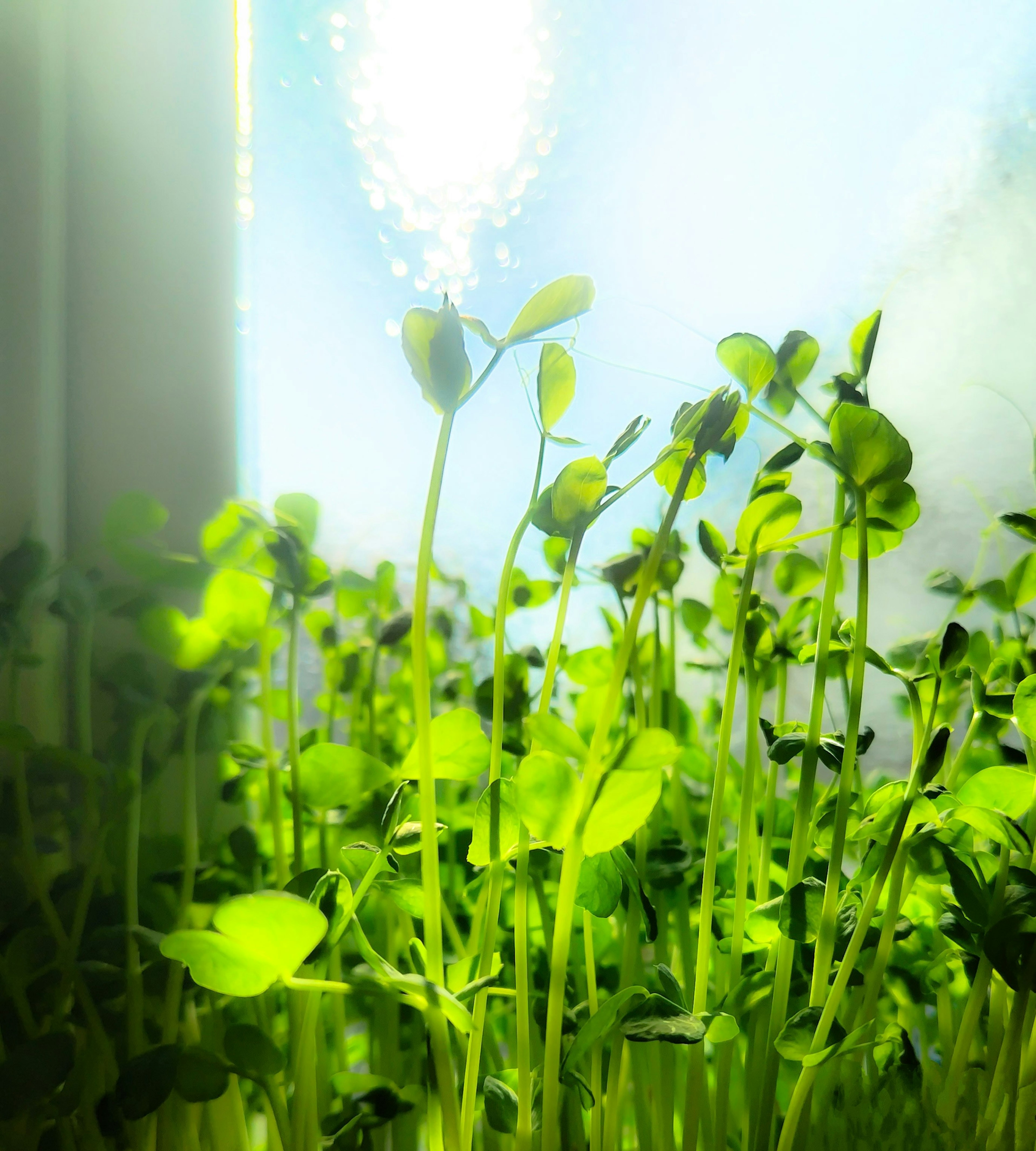 A cluster of green pea sprouts growing in bright light