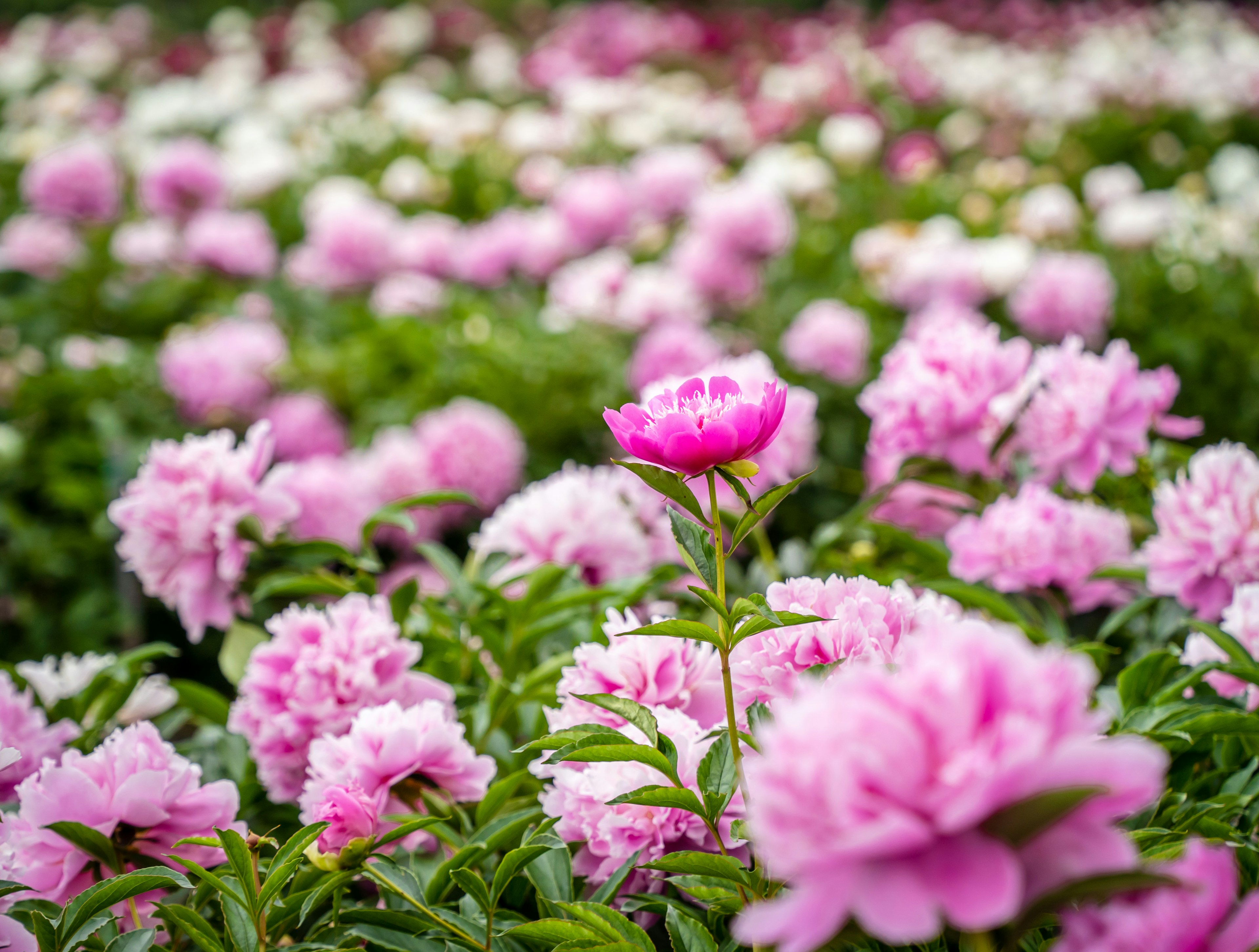 色とりどりの花が咲く庭の中にあるピンクのボタンの花