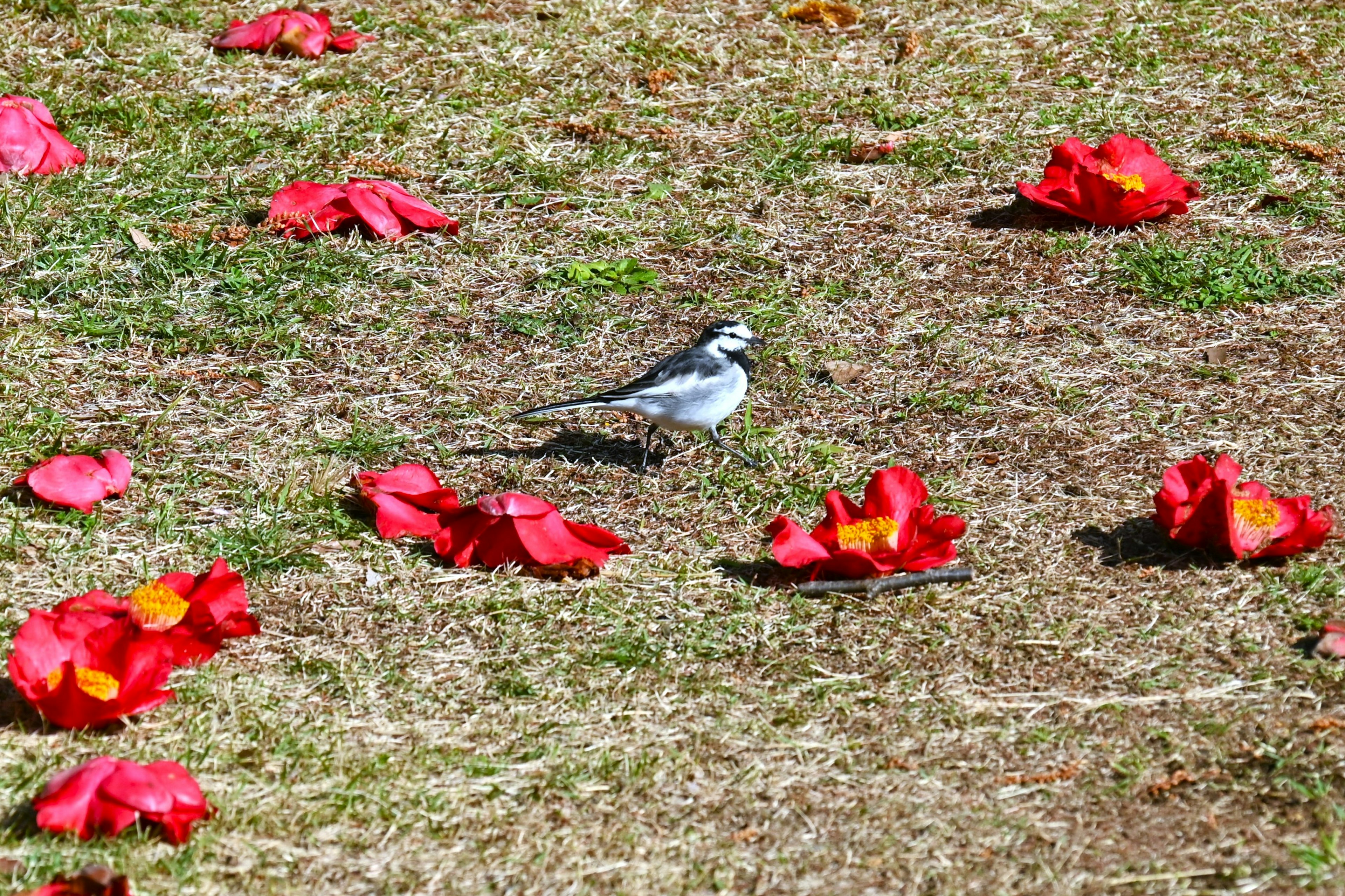 Ein kleiner Vogel zwischen roten Blütenblättern auf dem Boden