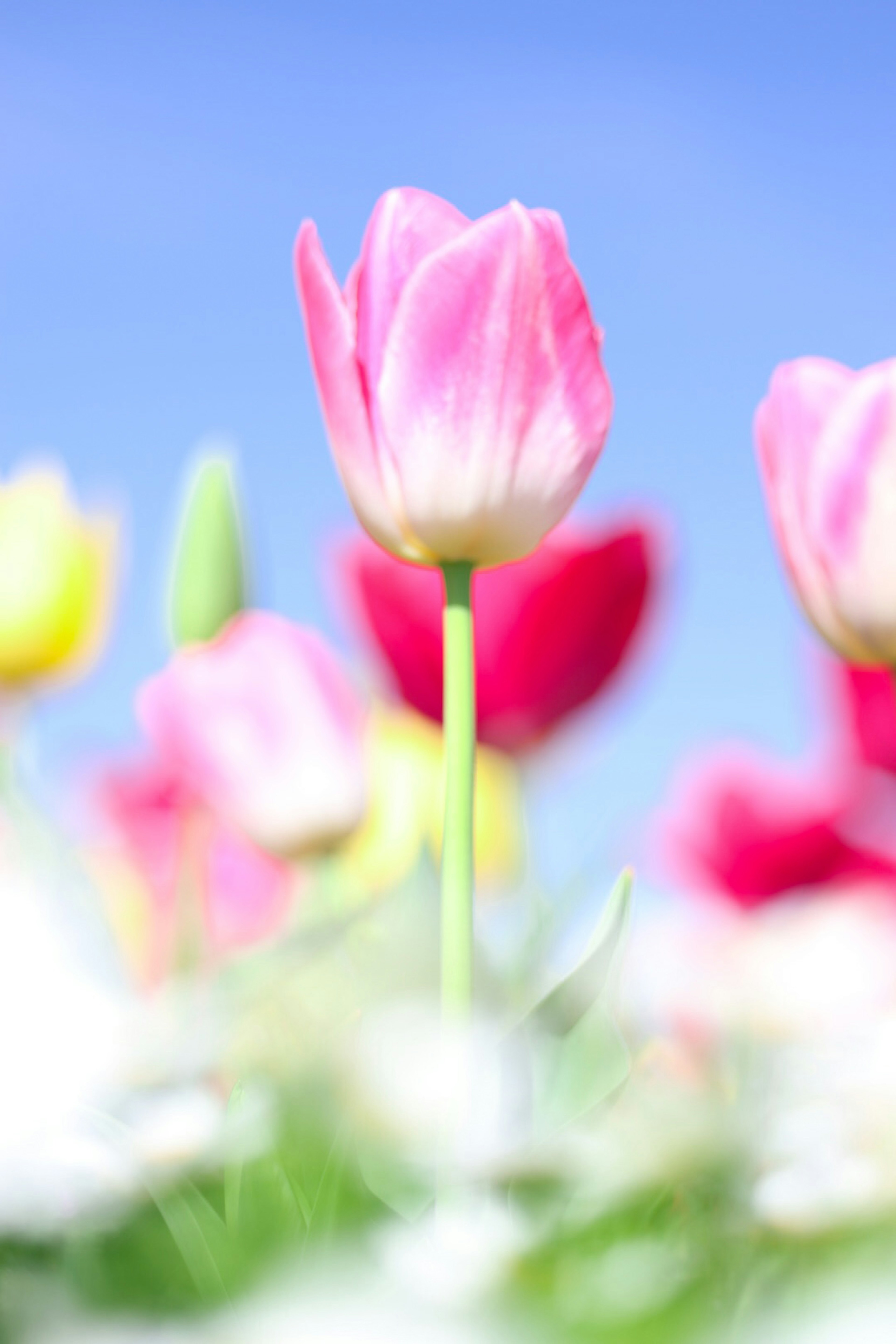 青空の下で咲くピンクのチューリップと他の色の花々