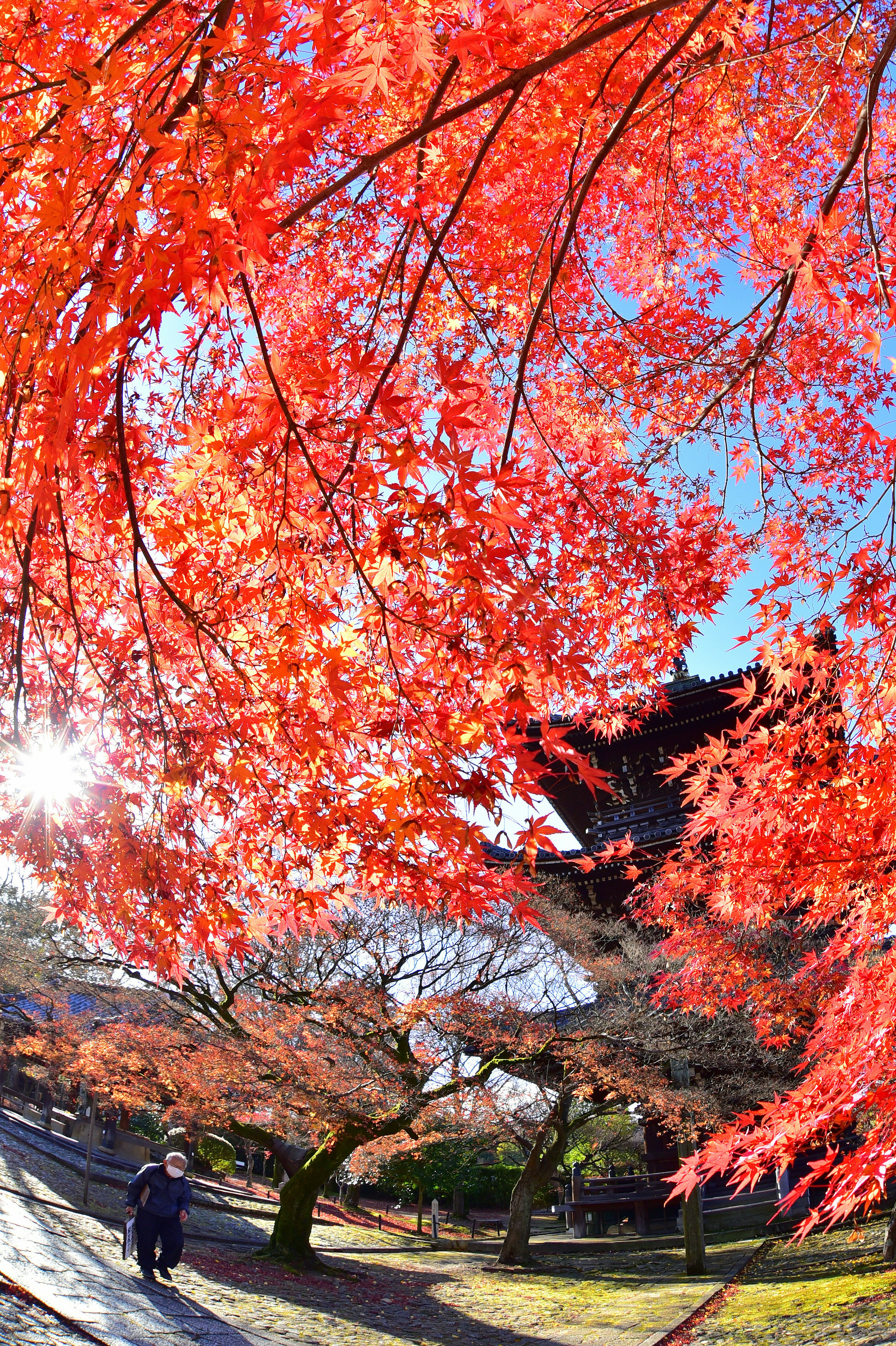 A person walking among vibrant red maple trees under a clear blue sky